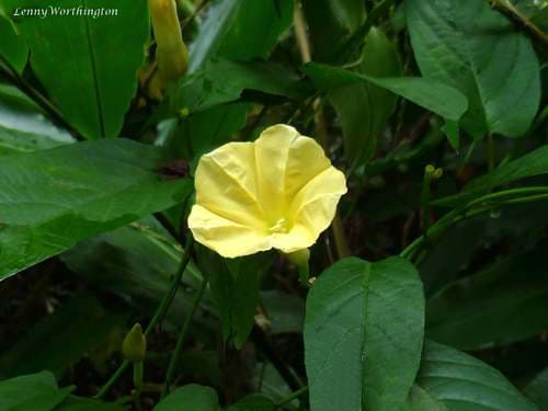 Camonea bambusetorum