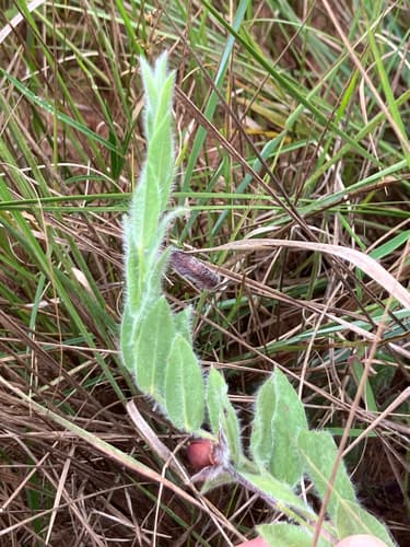 Convolvulus hasslerianus