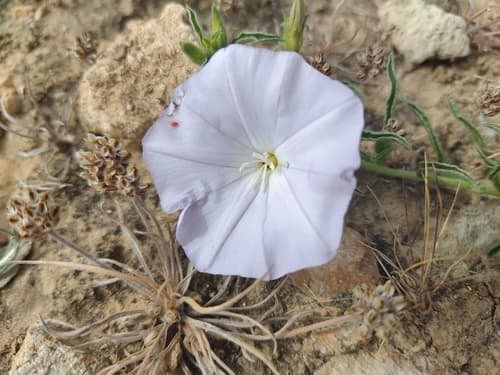 Convolvulus valentinus