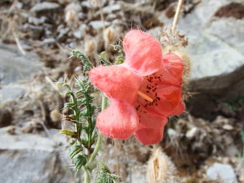 Caiophora deserticola