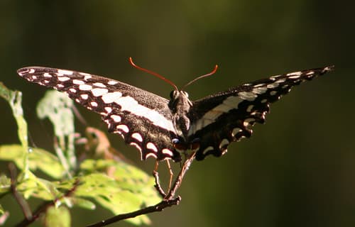 Madagascan Emperor Swallowtail