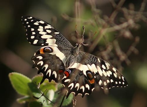 Grosesmith's Swallowtail