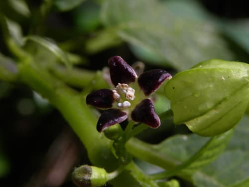 Deprea maculatifolia