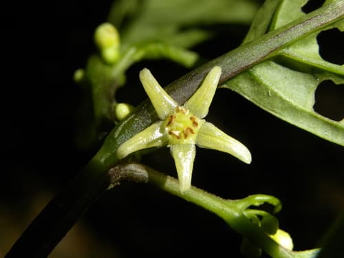 Deprea abra-patriciae