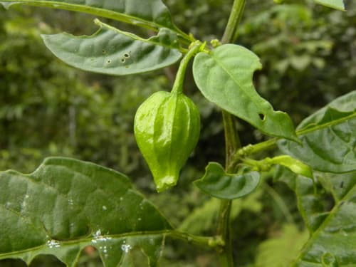 Deprea longipedunculata