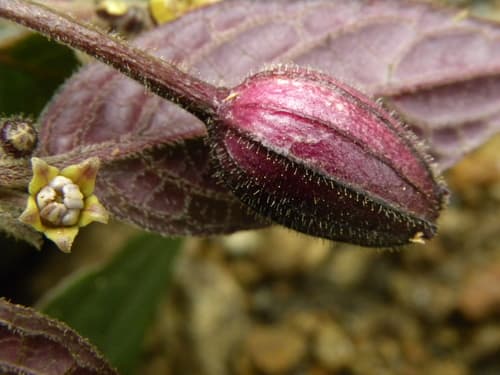 Deprea purpureocarpa