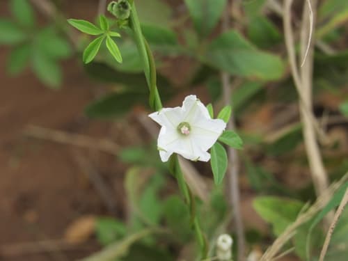 Hochstetter's Morning Glory