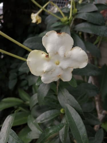 Brunfelsia undulata