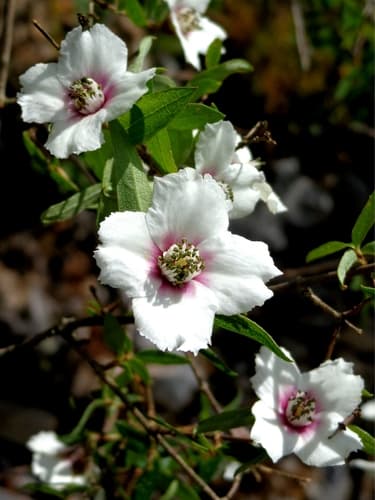 Philadelphus maculatus