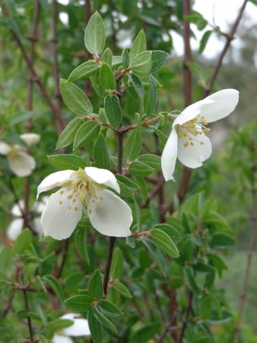 Philadelphus coulteri