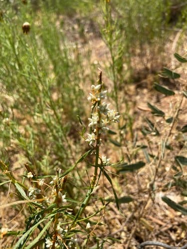 Cuscuta squamata
