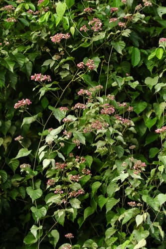 Jacquemontia tomentella