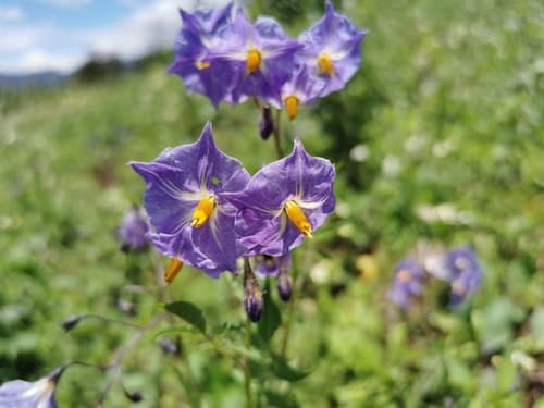 Solanum iopetalum