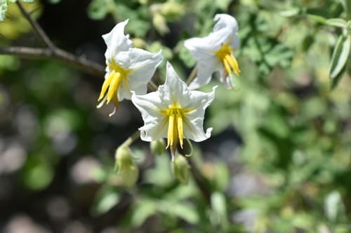 Solanum tribulosum