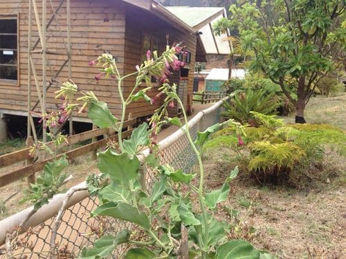 Nicotiana cordifolia
