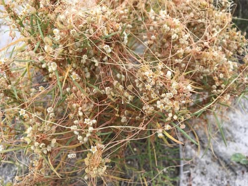 Cuscuta glabrior