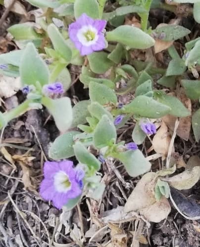 Sclerophylax arnottii