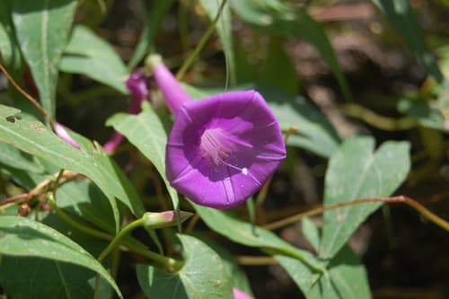 Ipomoea caudata