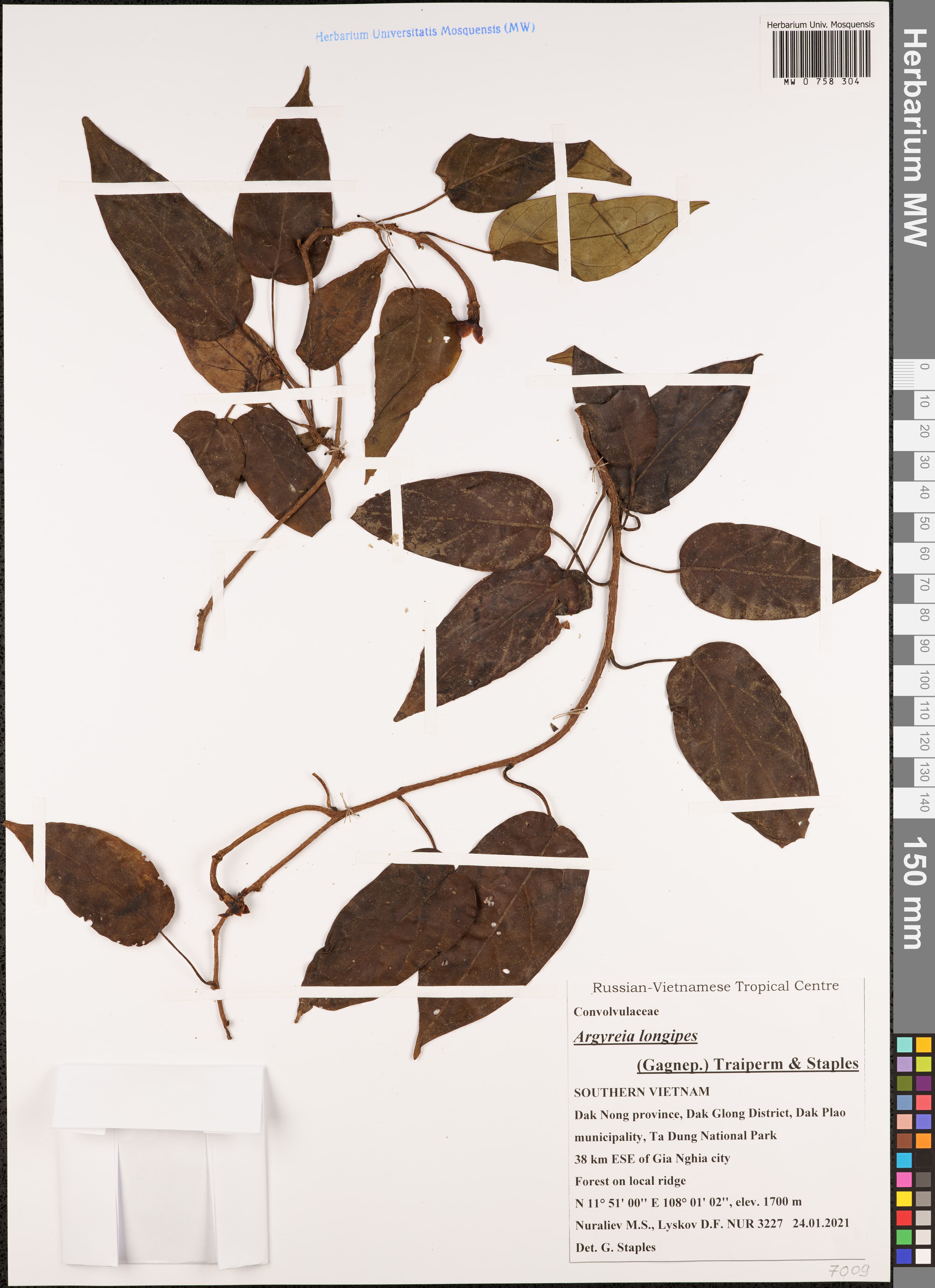 Argyreia scortechinii
