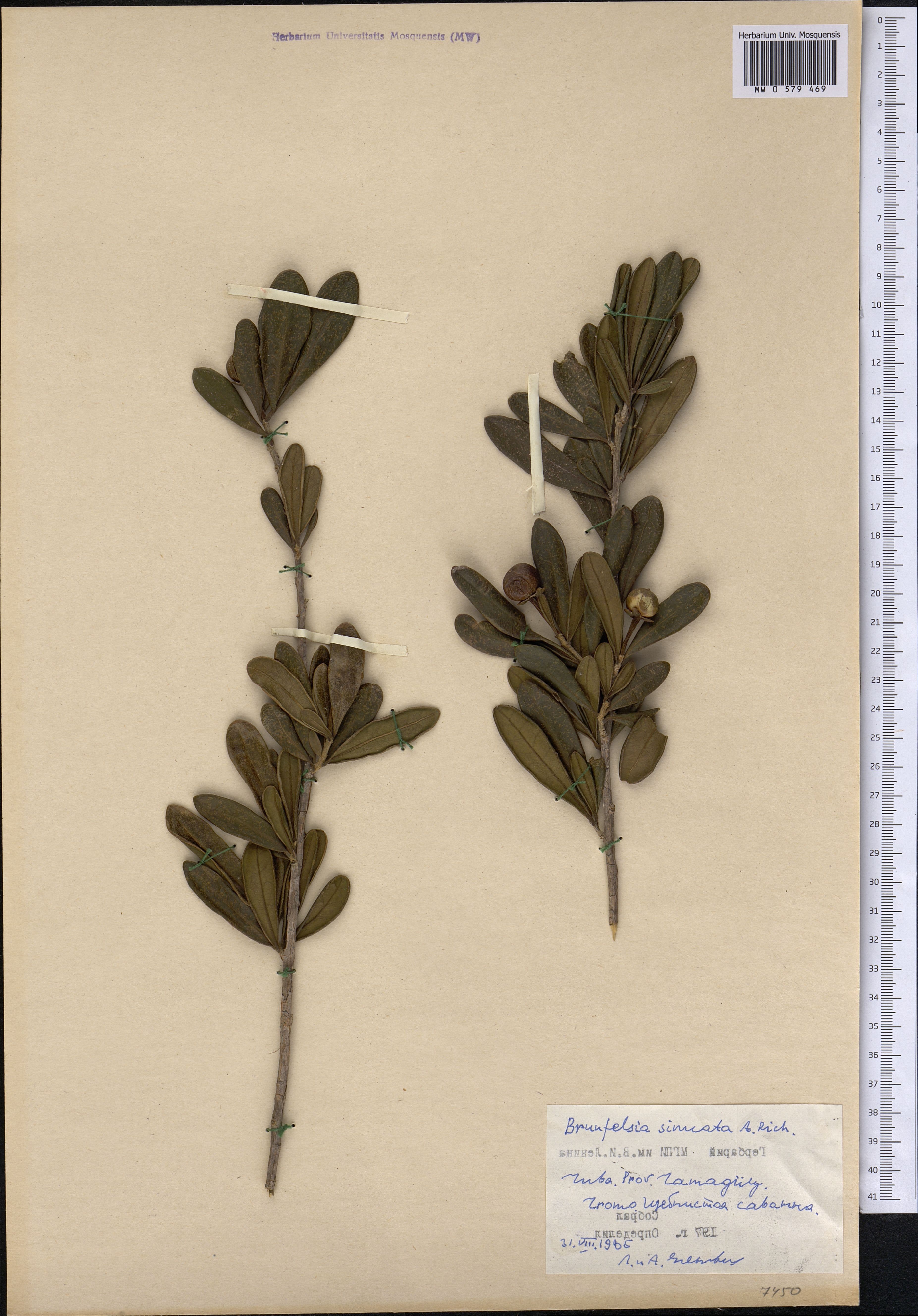 Brunfelsia sinuata