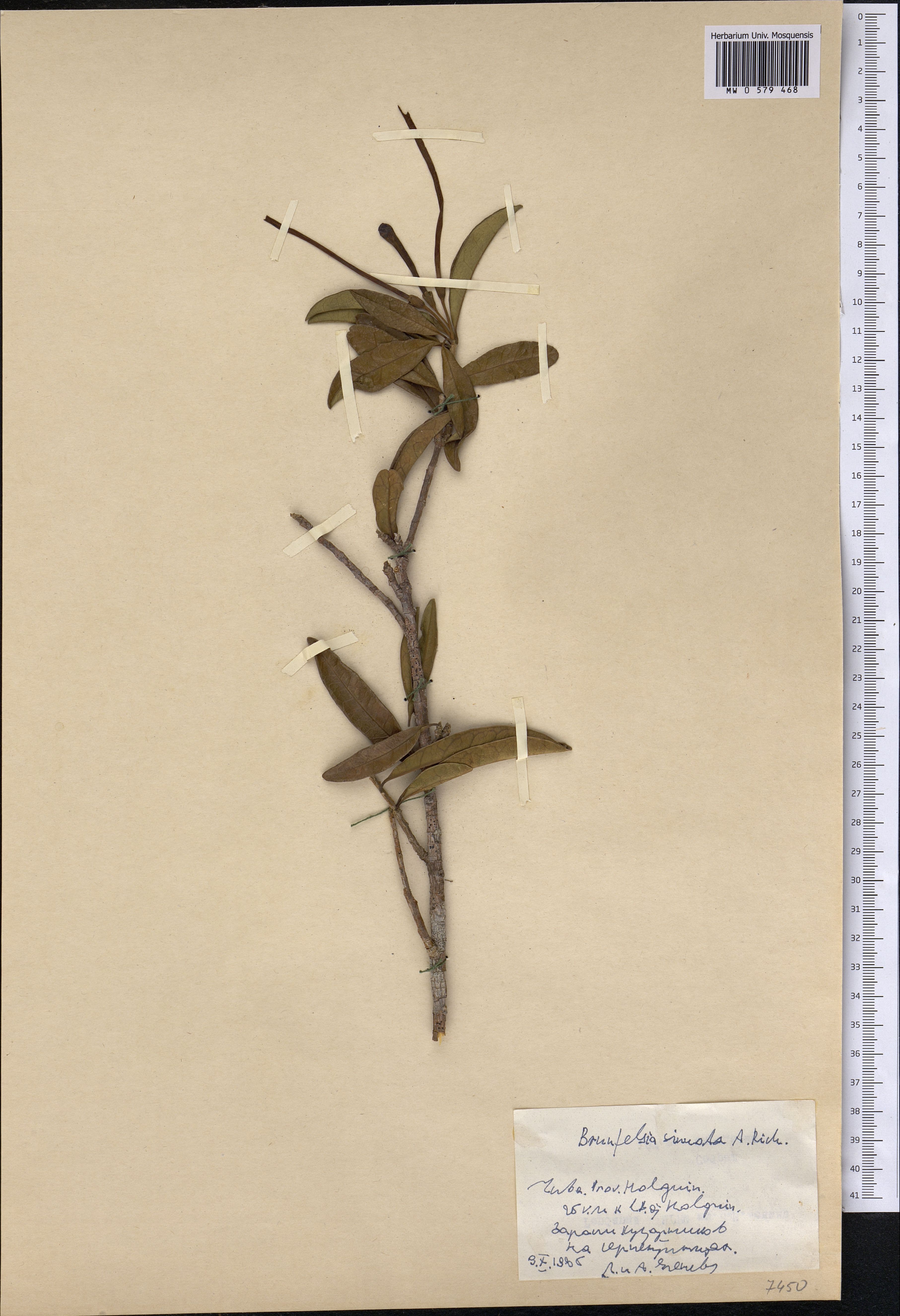 Brunfelsia sinuata