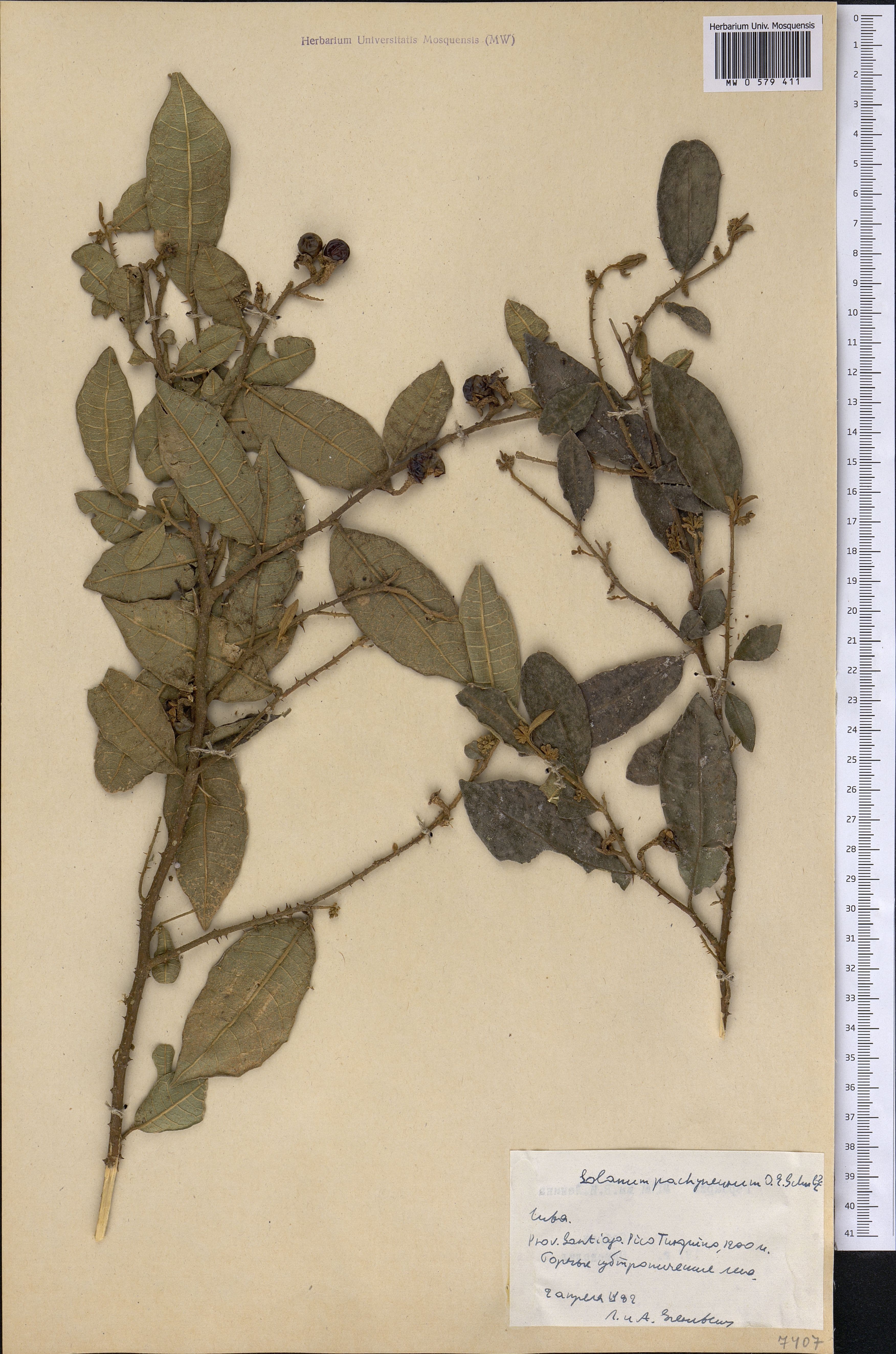 Solanum pachyneurum