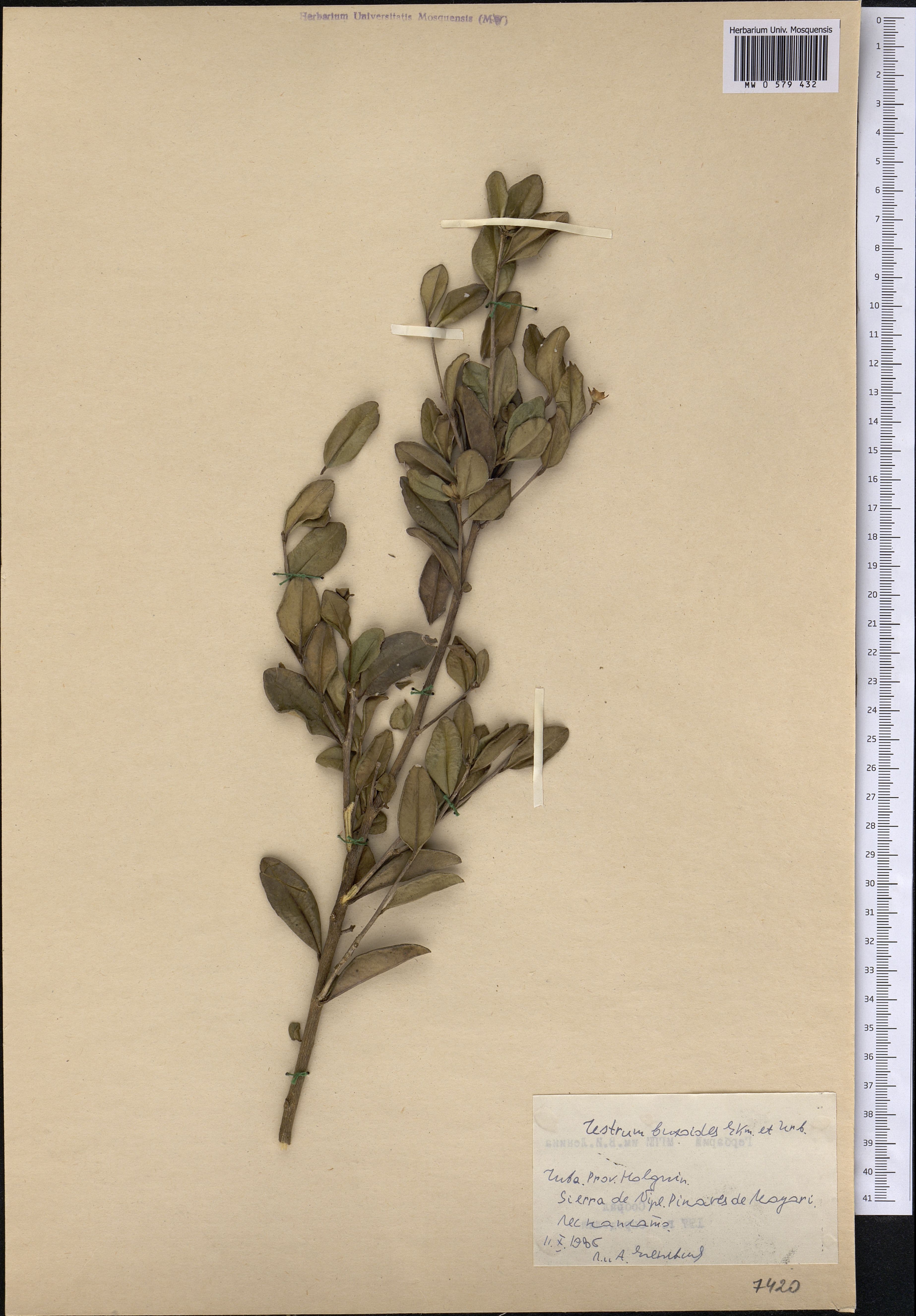 Cestrum buxoides