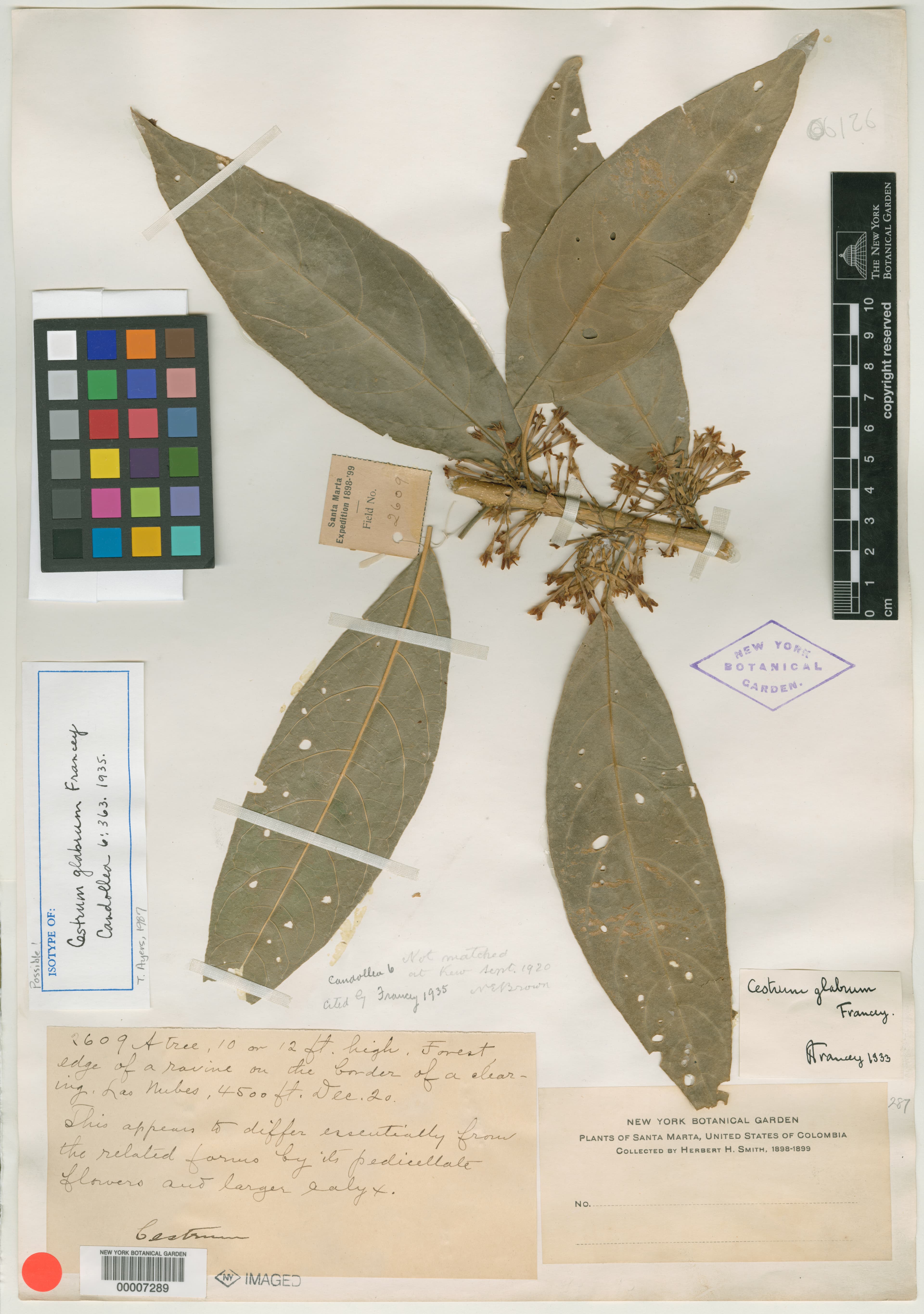 Cestrum glabrum