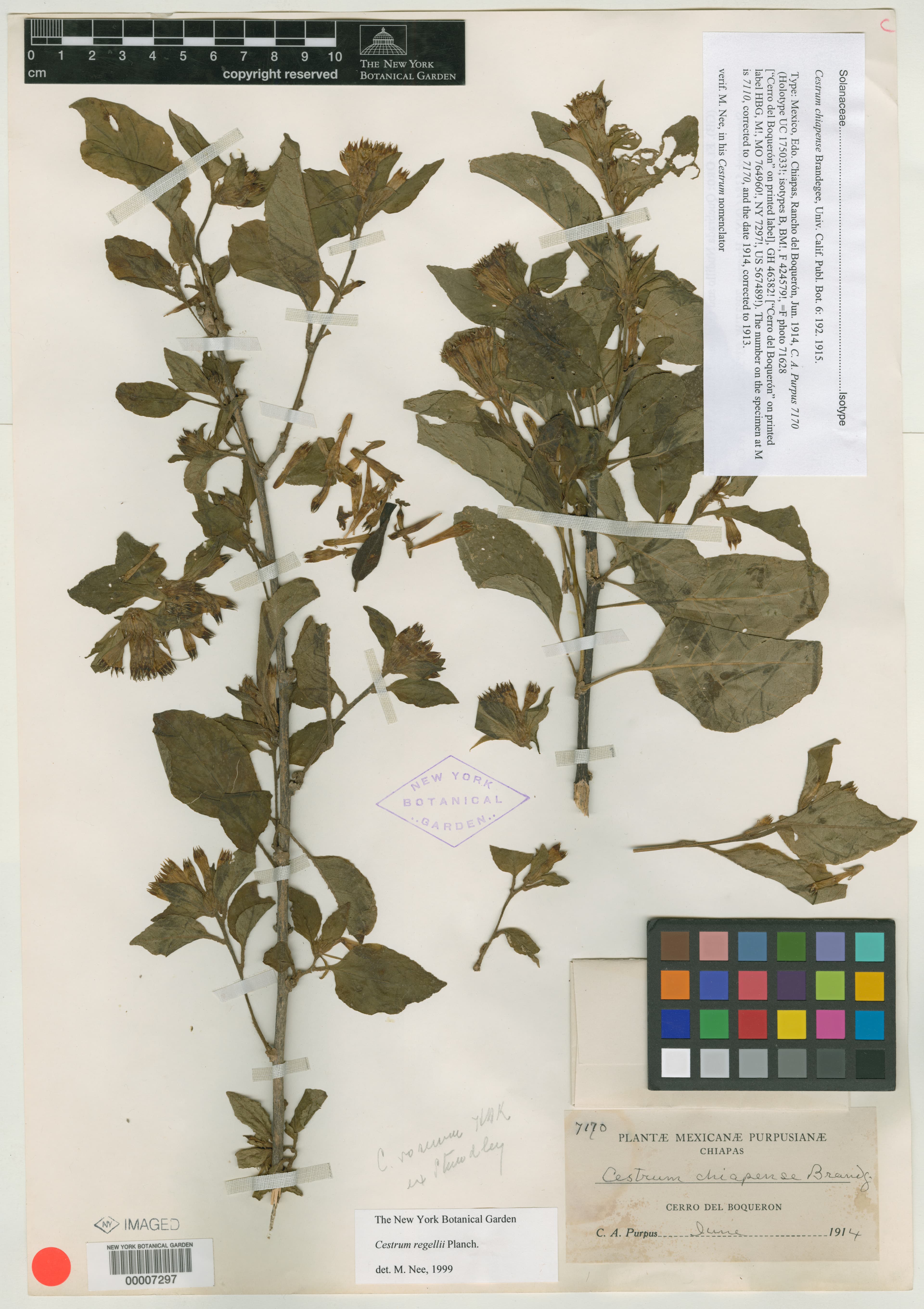Cestrum chiapense