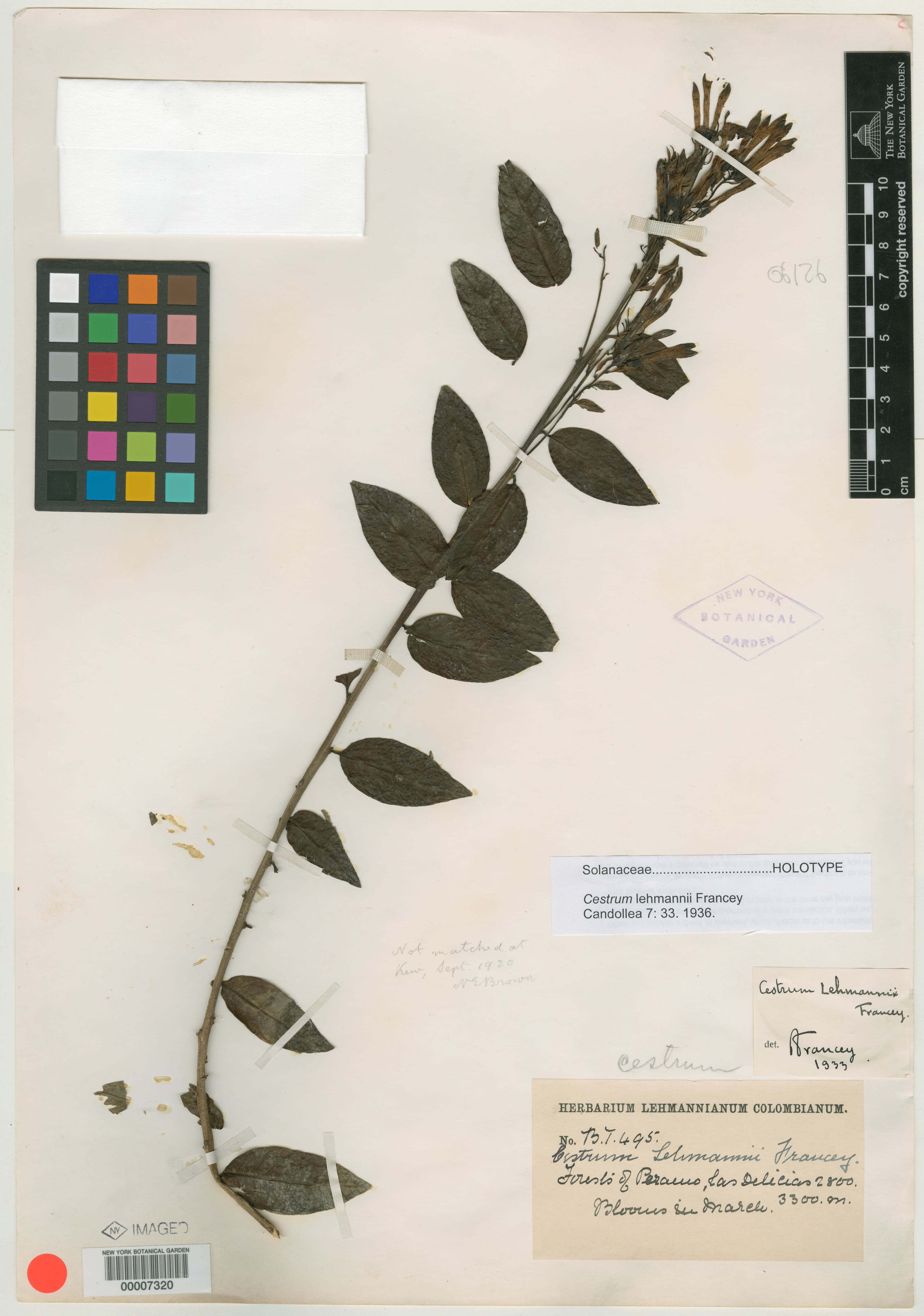Cestrum lehmannii