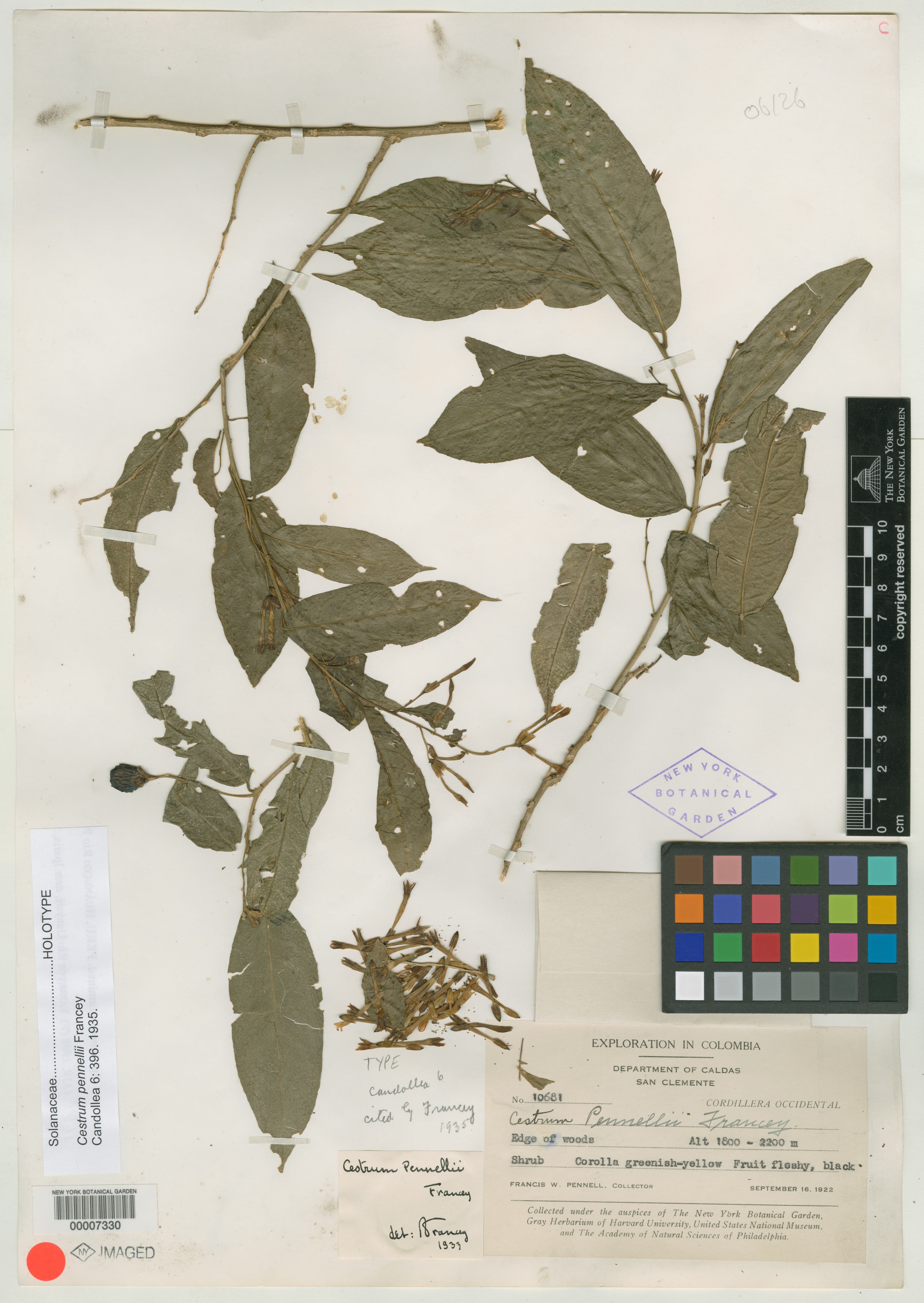 Cestrum pennellii