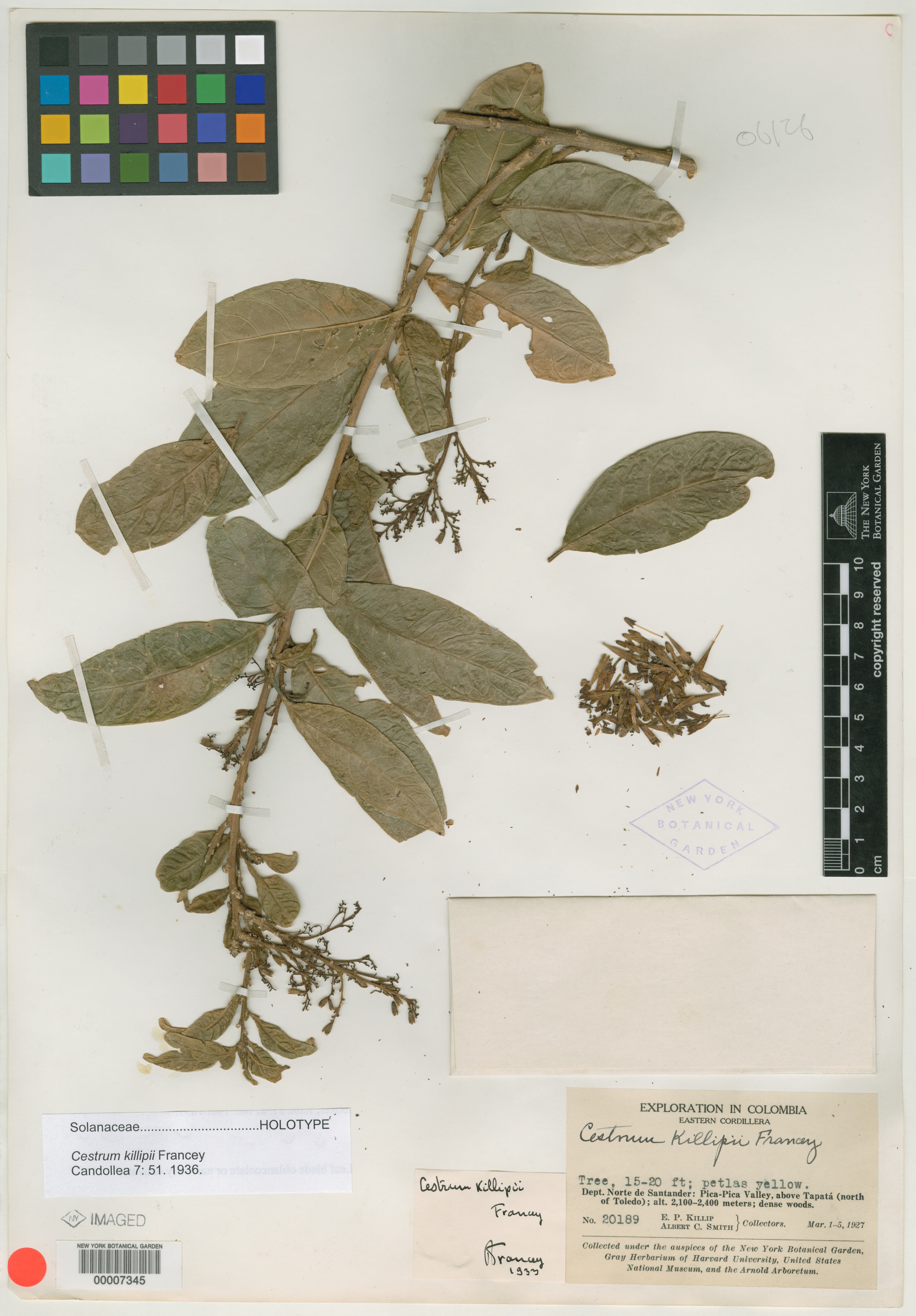 Killip cestrum