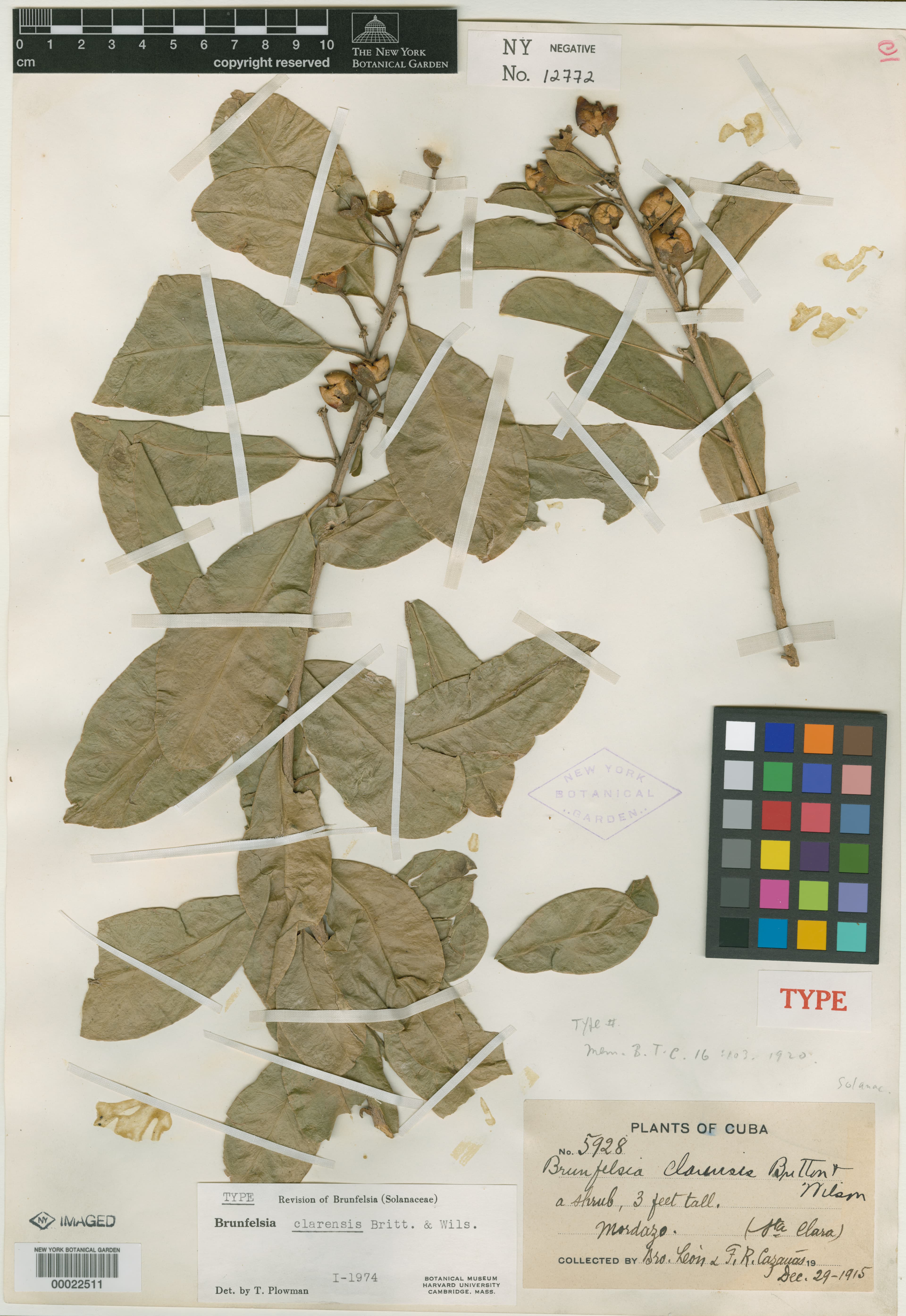 Brunfelsia clarensis