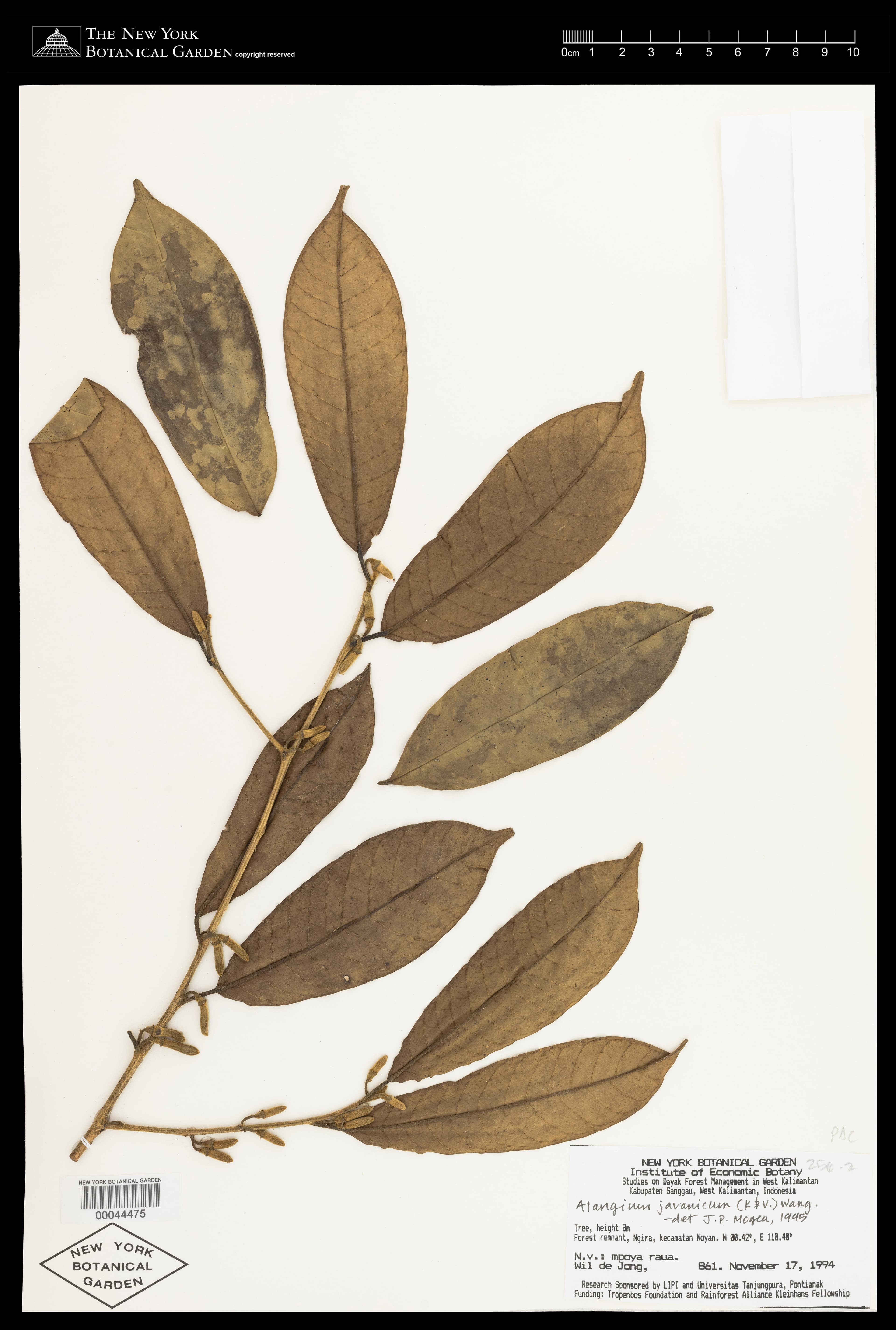 Alangium havilandii