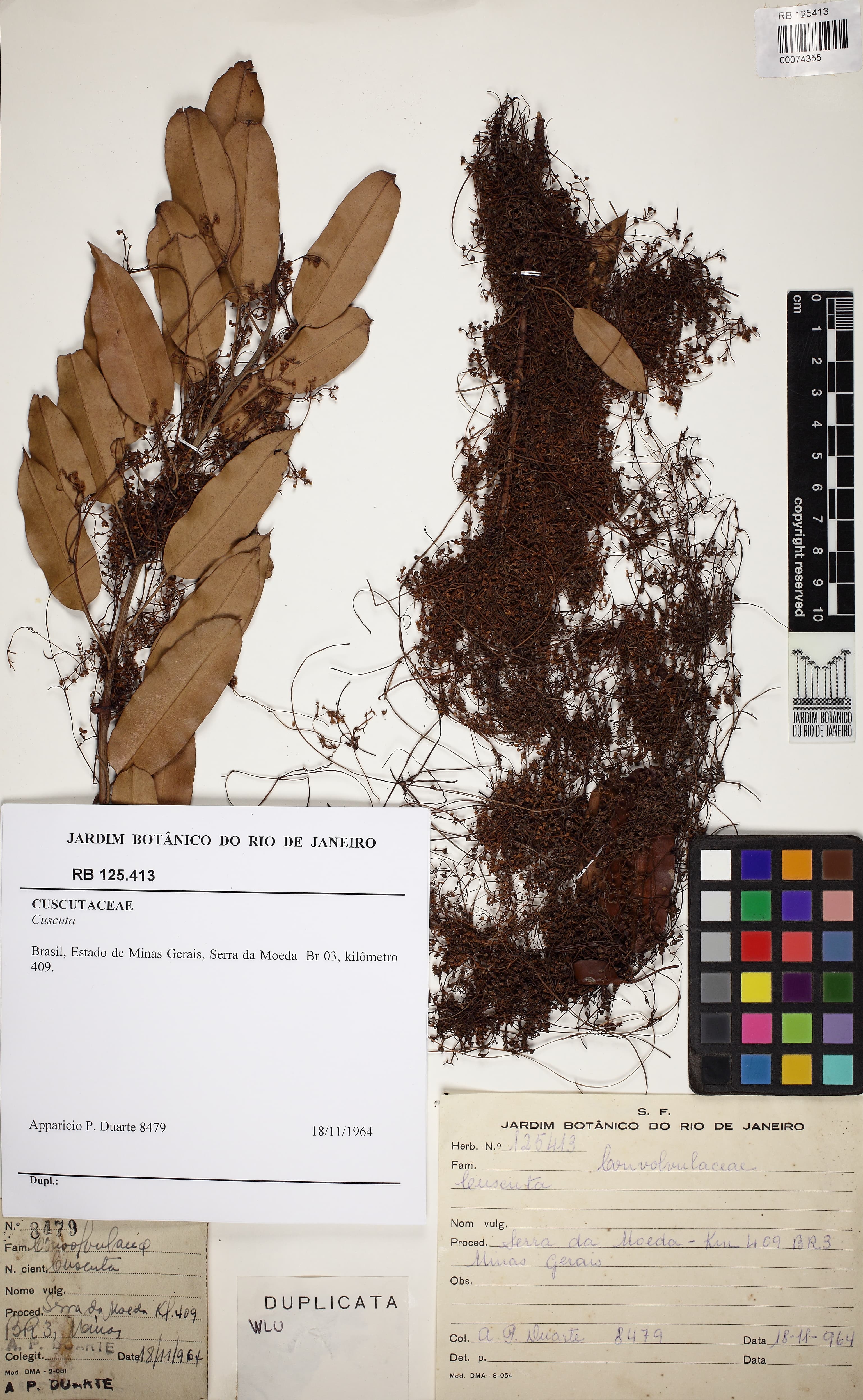 Cuscuta parviflora