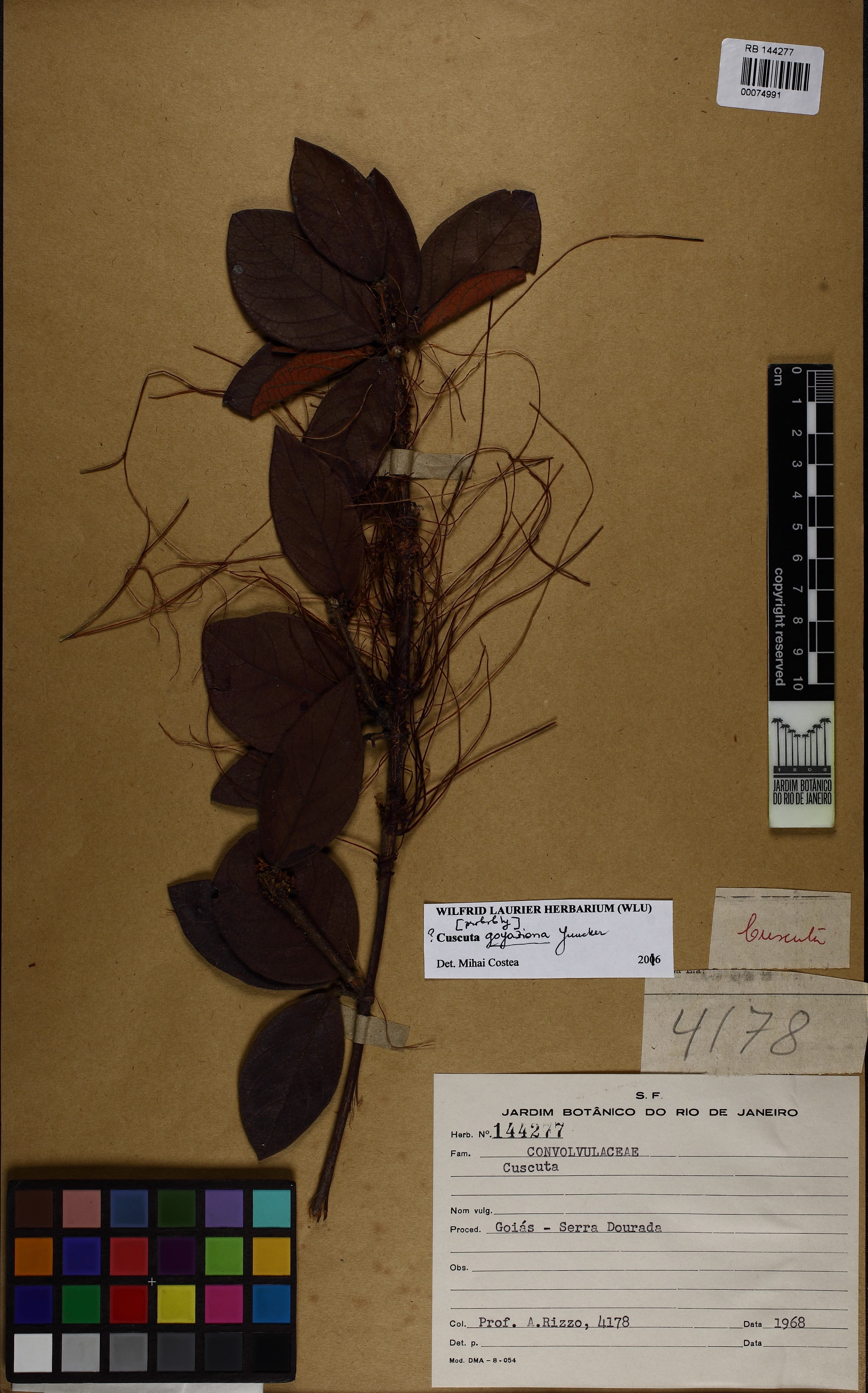 Cuscuta goyaziana