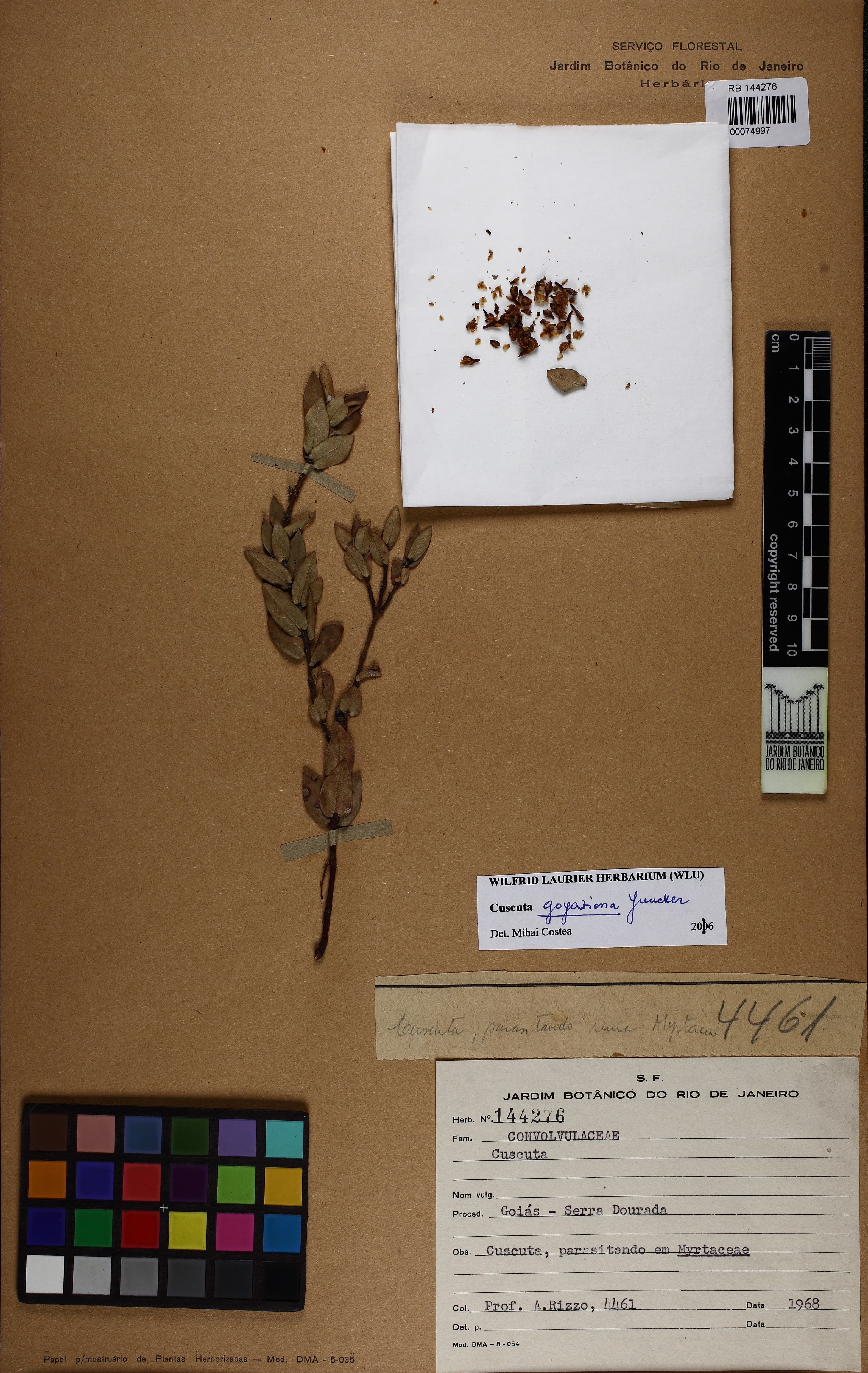 Cuscuta goyaziana