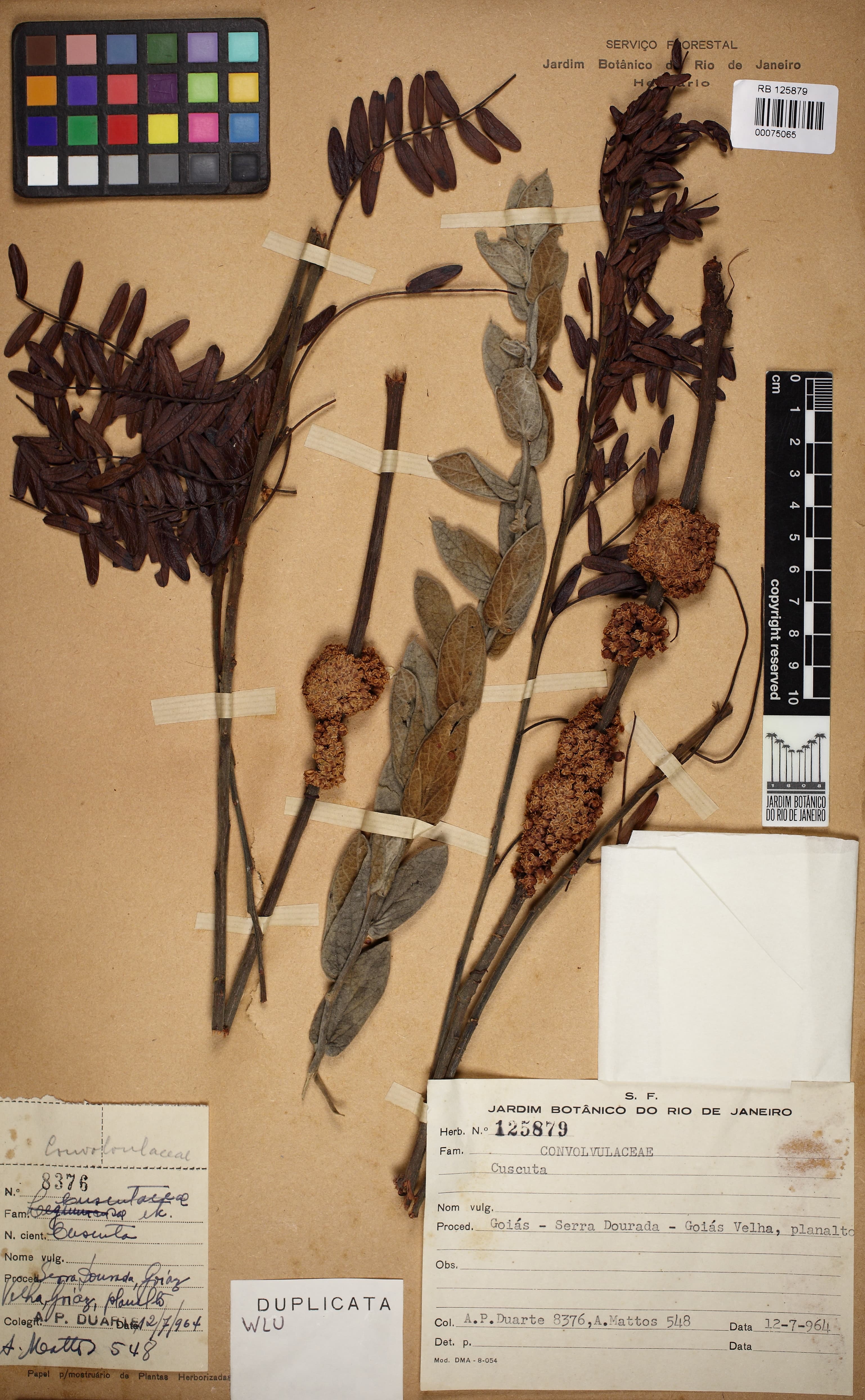 Cuscuta goyaziana