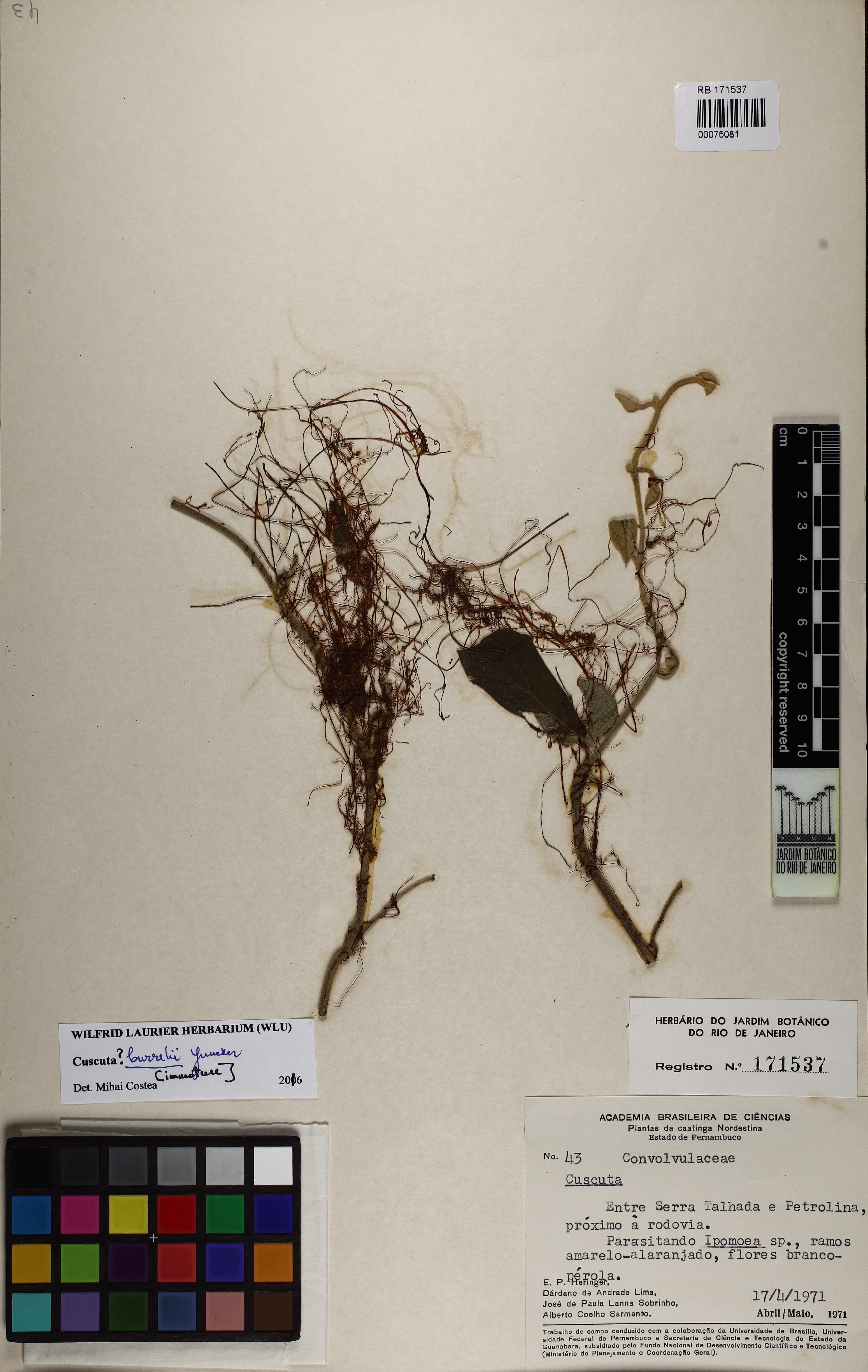 Cuscuta burrellii