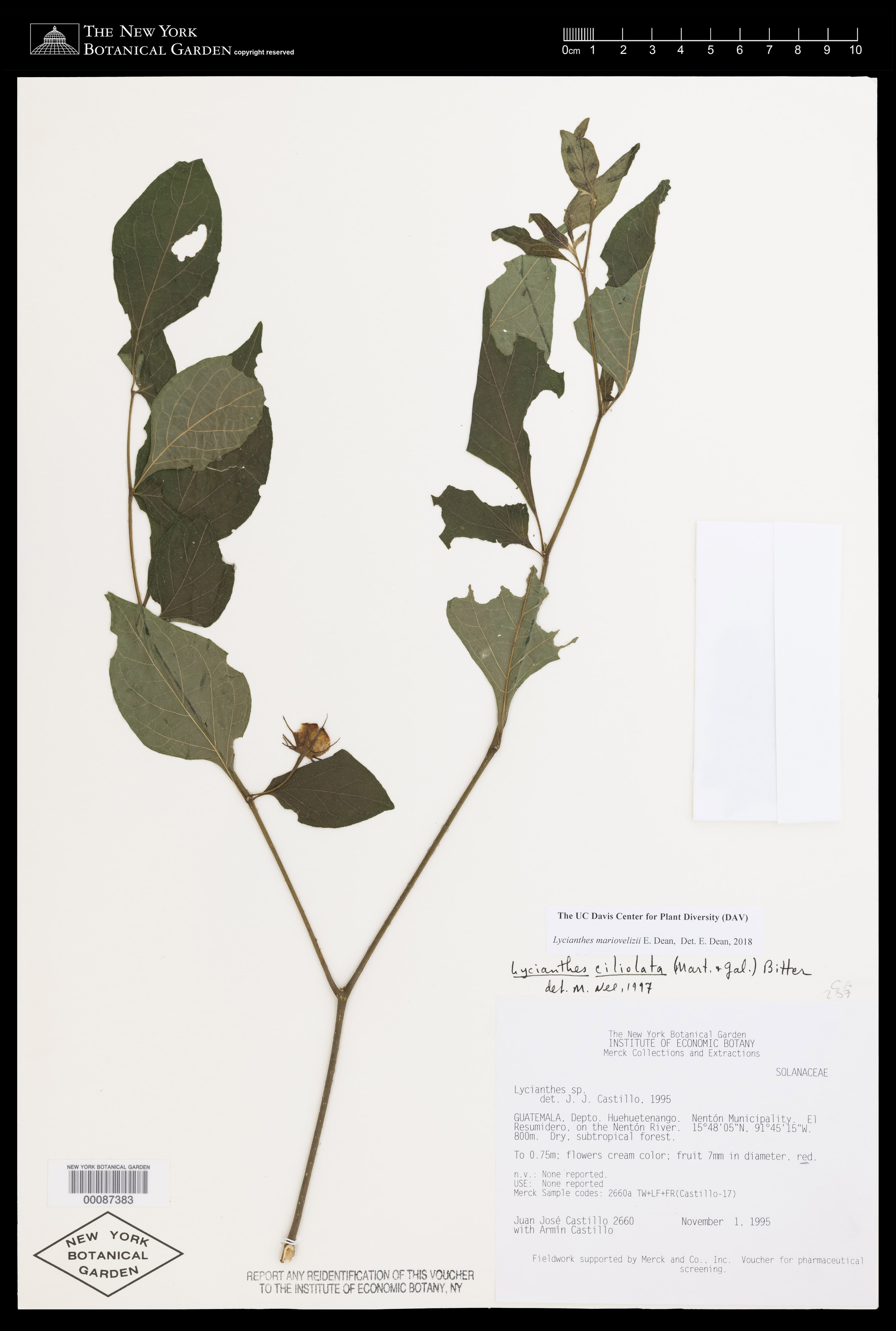 Lycianthes mariovelizii
