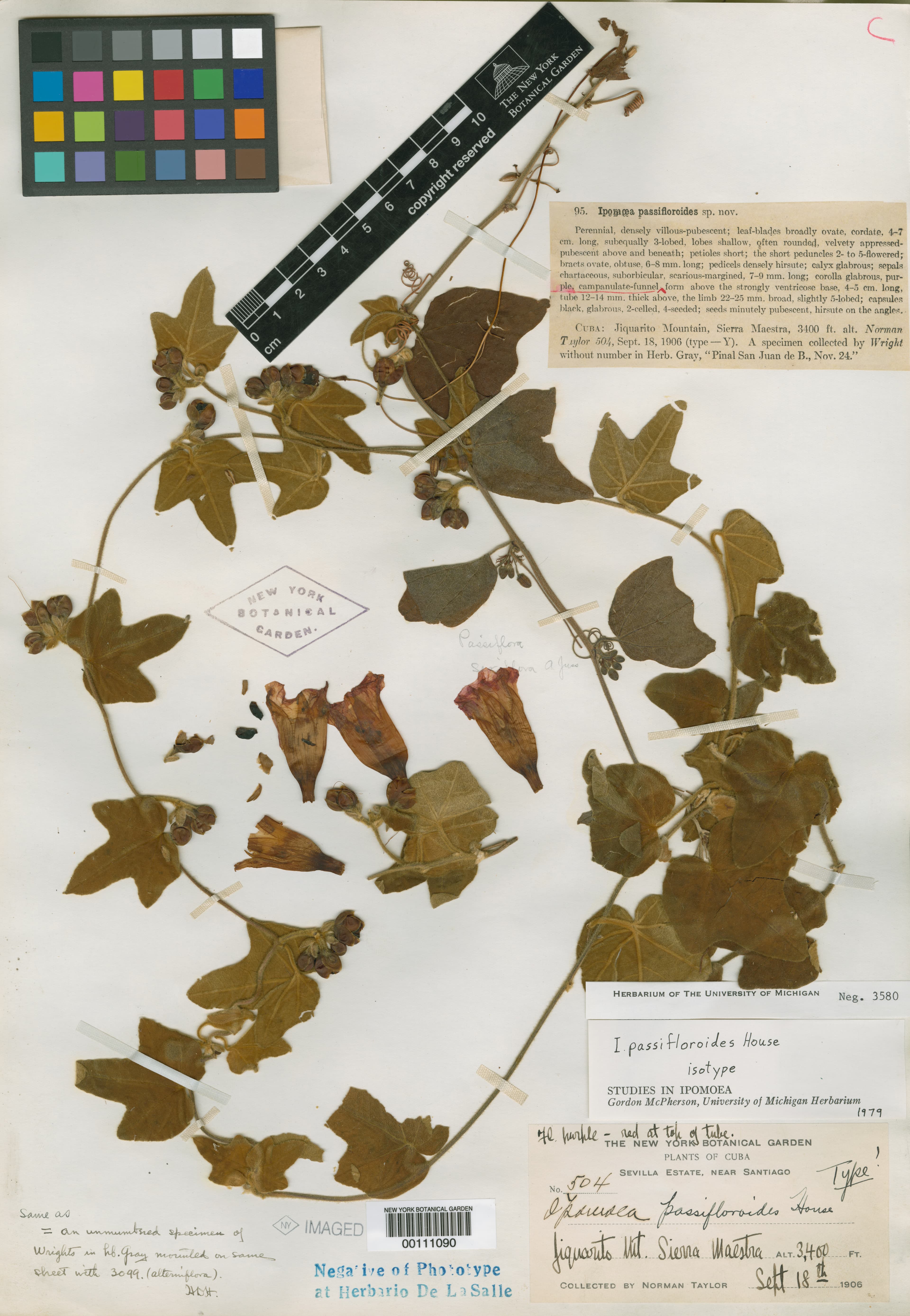 Ipomoea passifloroides