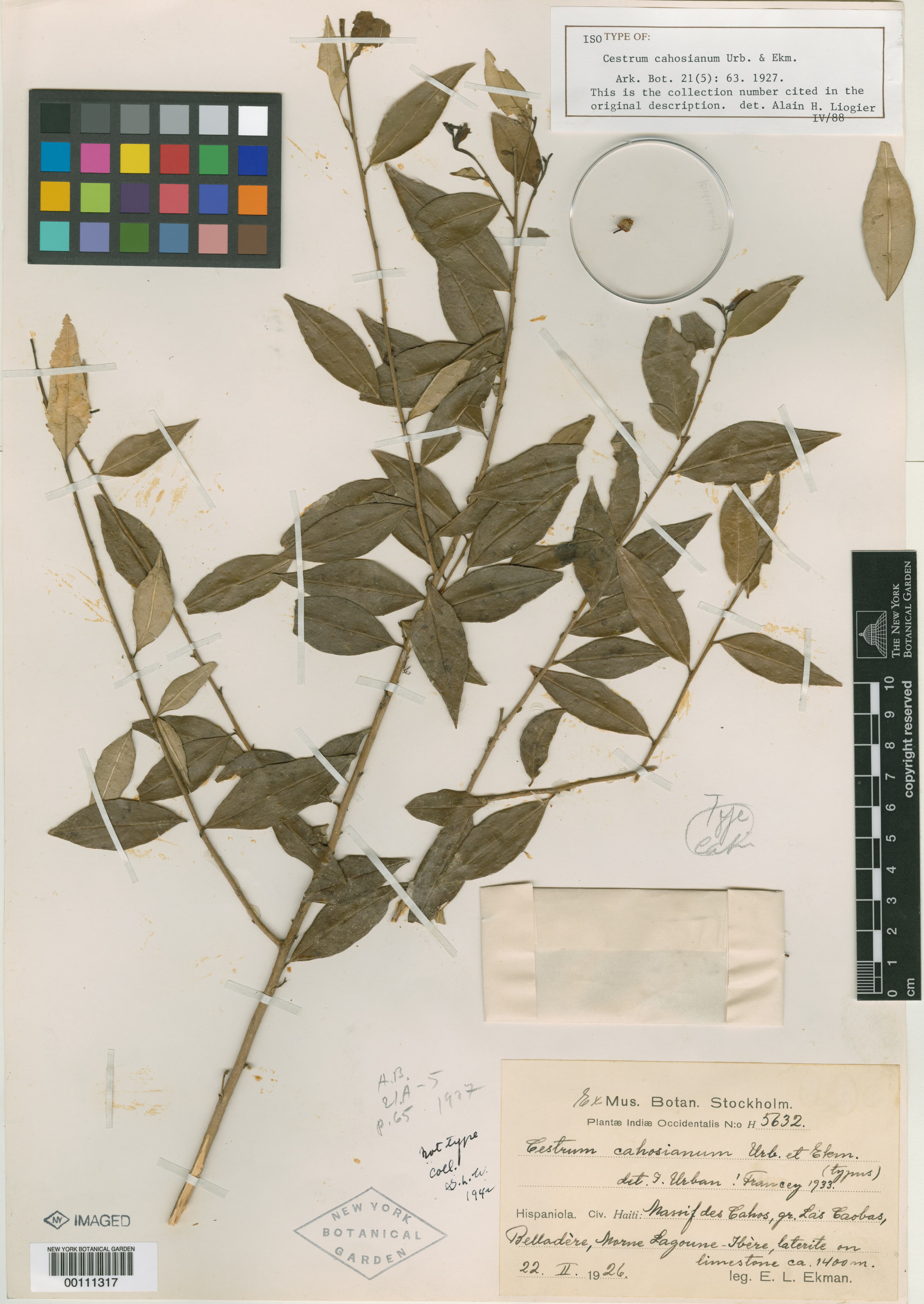 Cahos cestrum