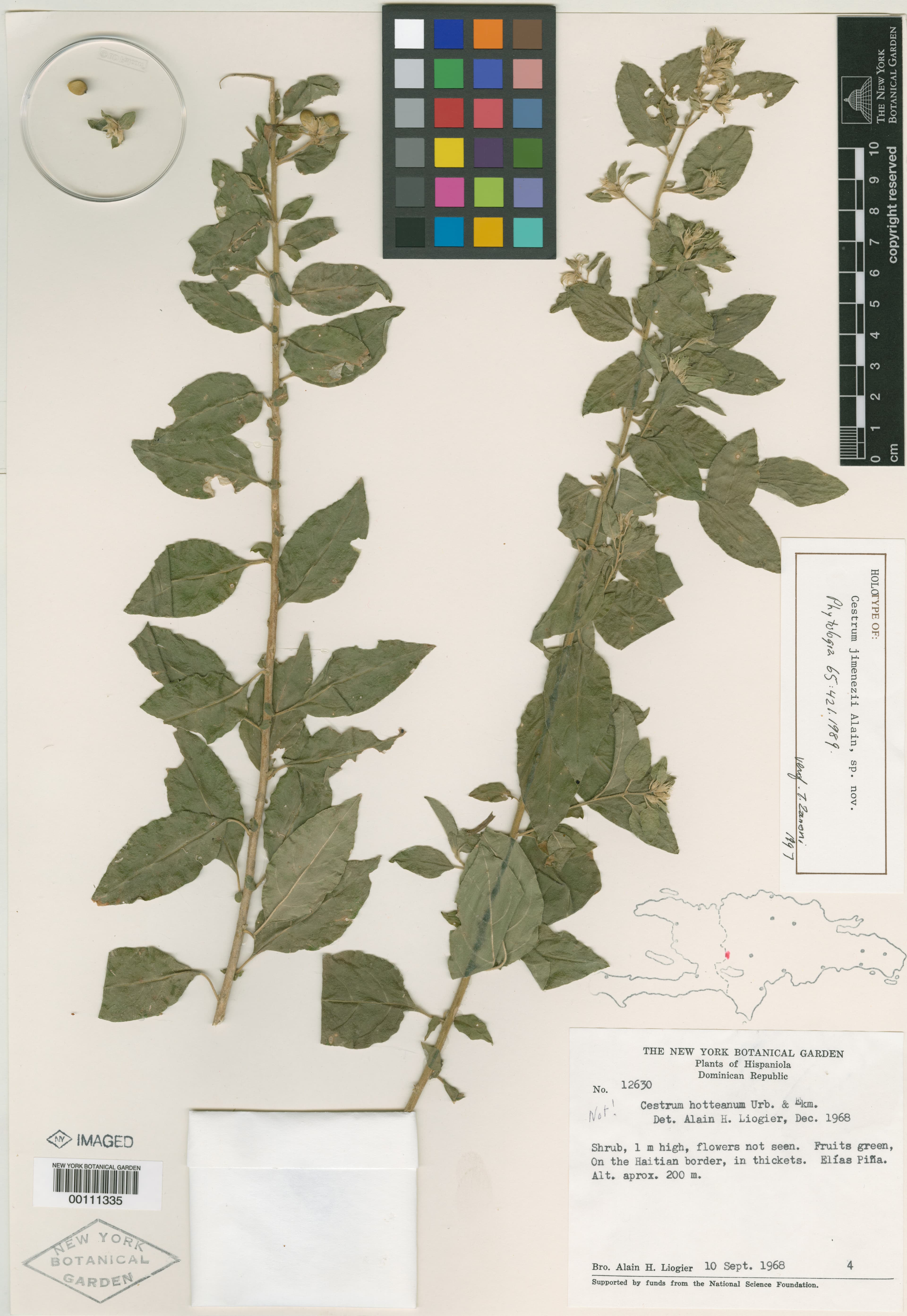 Cestrum jimenezii