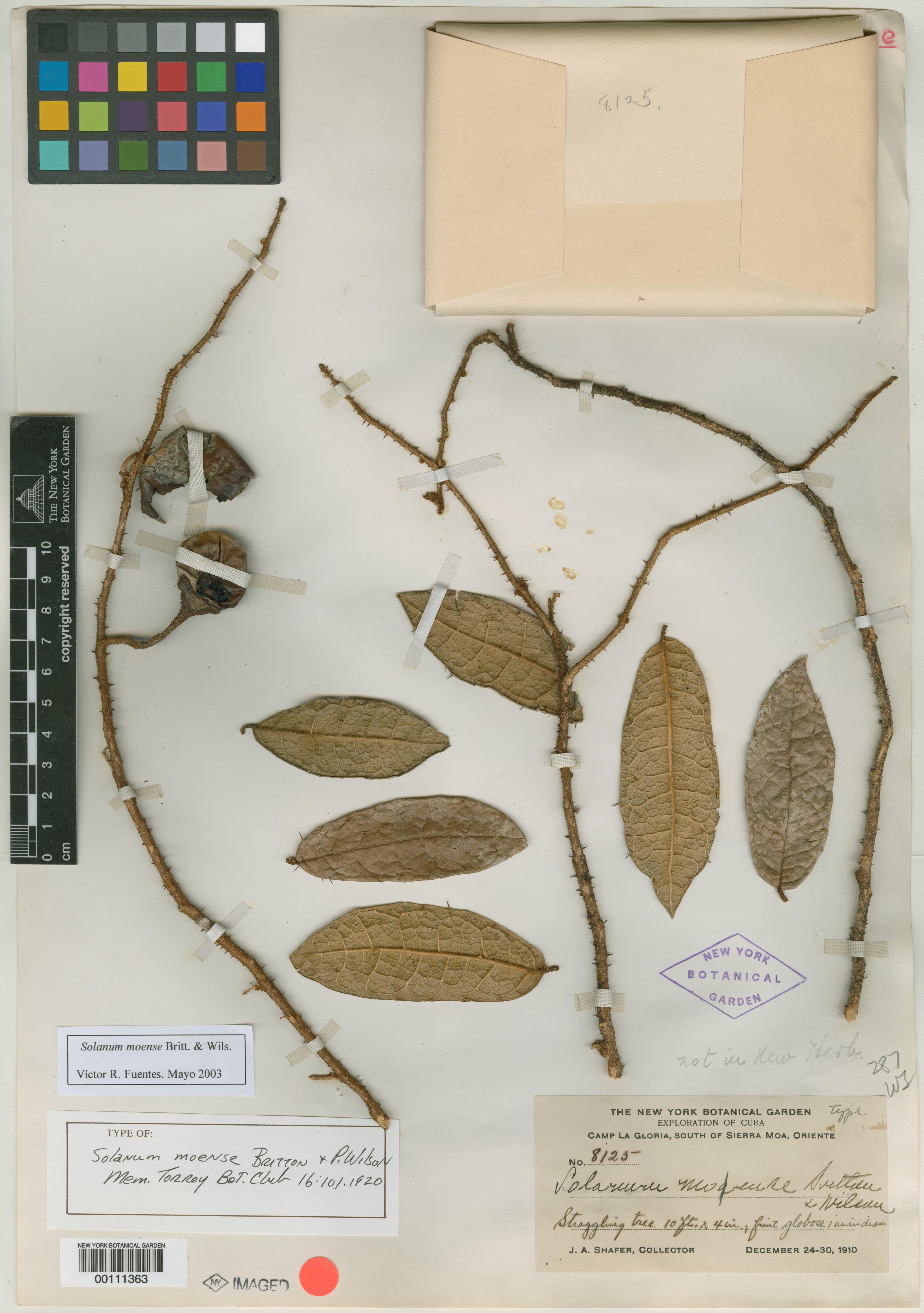 Solanum moense