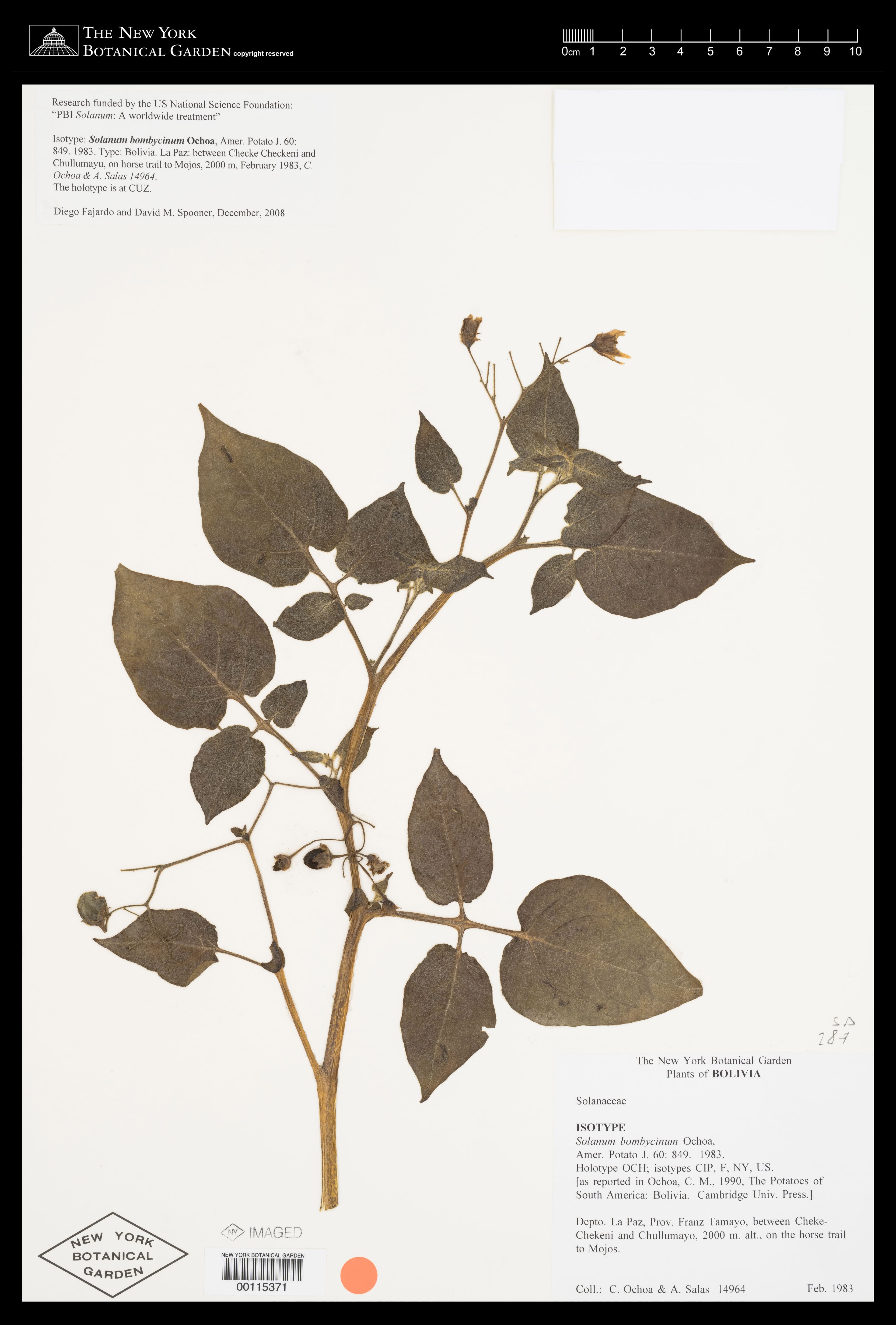 Solanum bombycinum