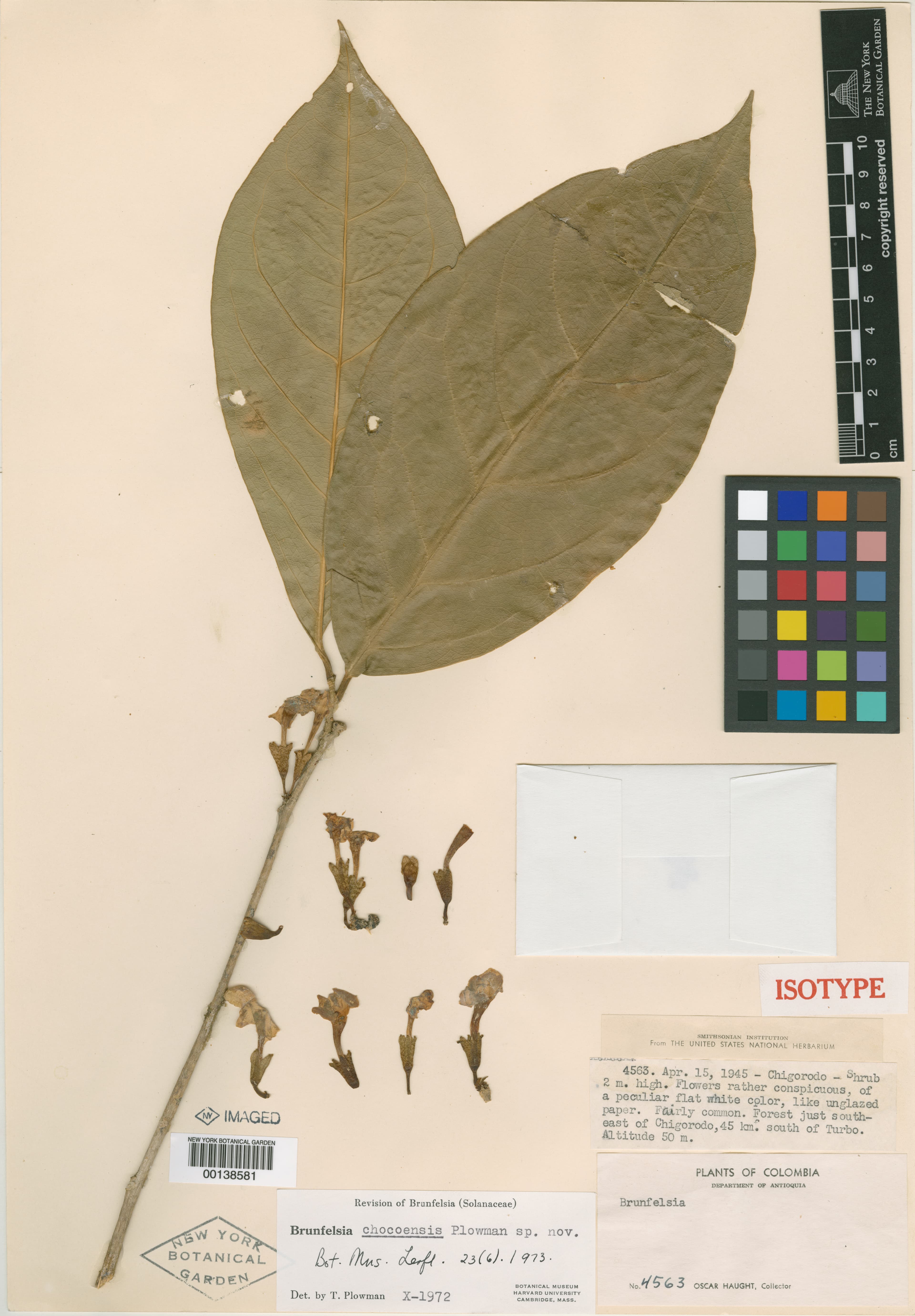 El Chocó raintree