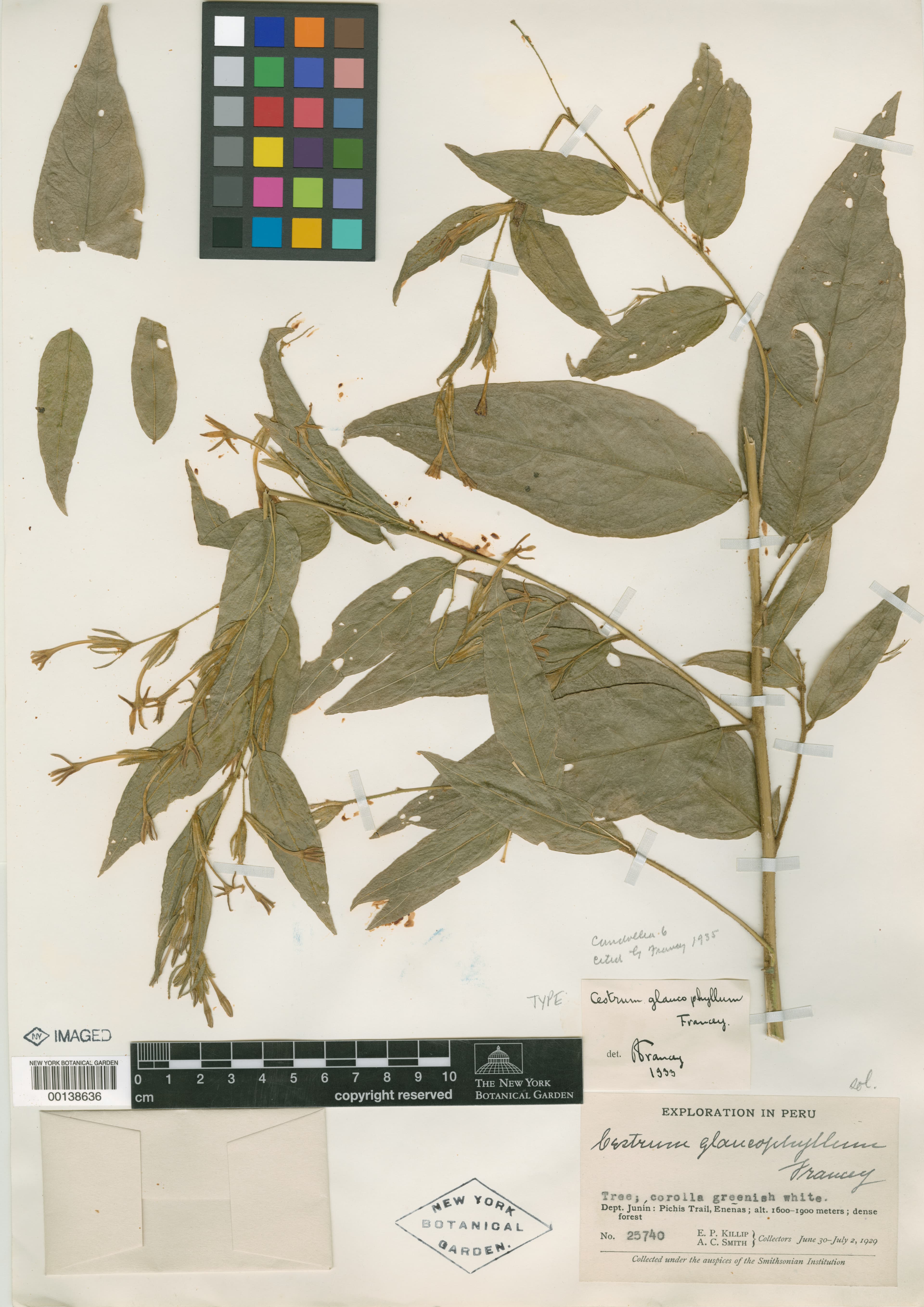 glaucousleaf cestrum