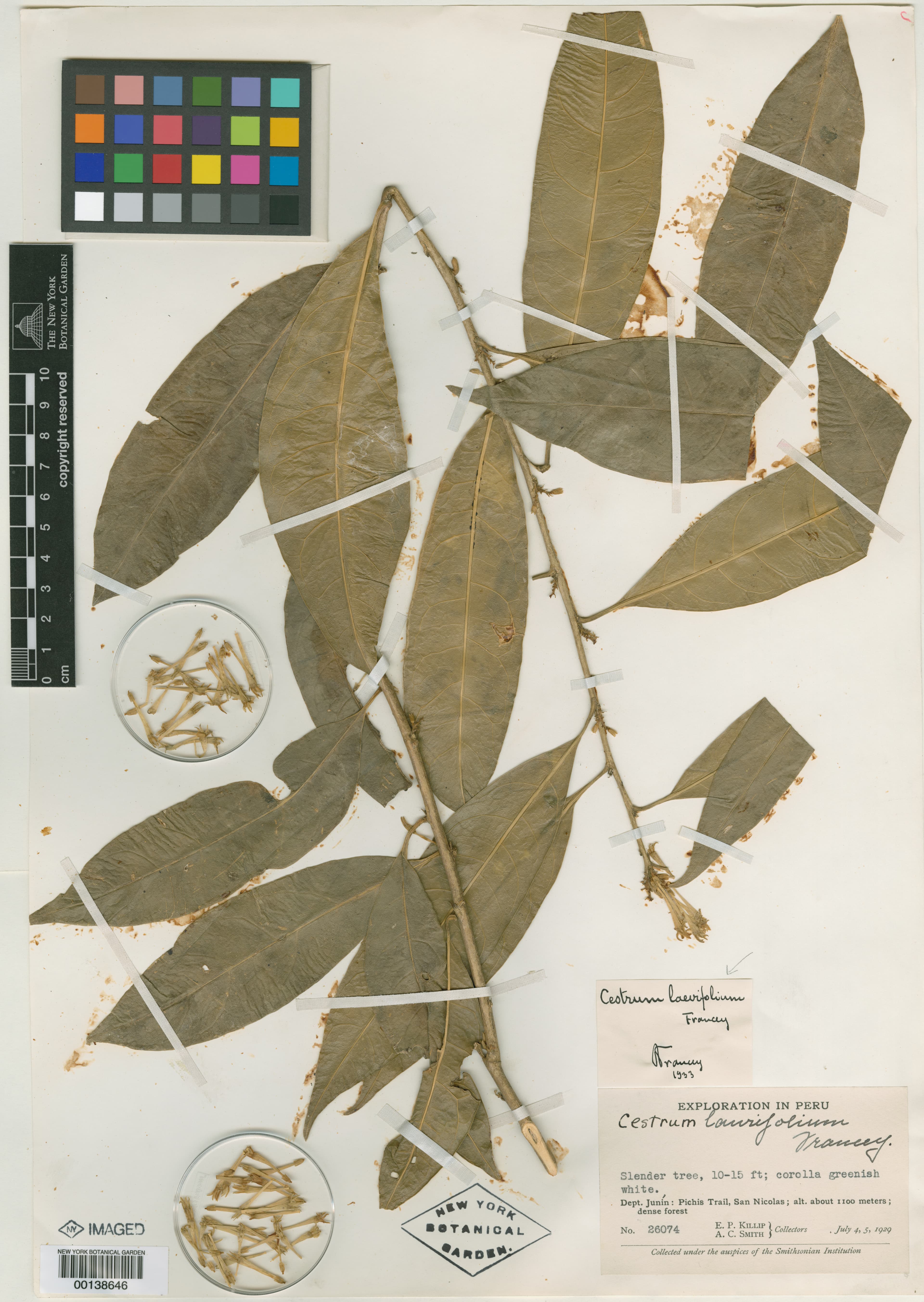 glabrousleaf cestrum