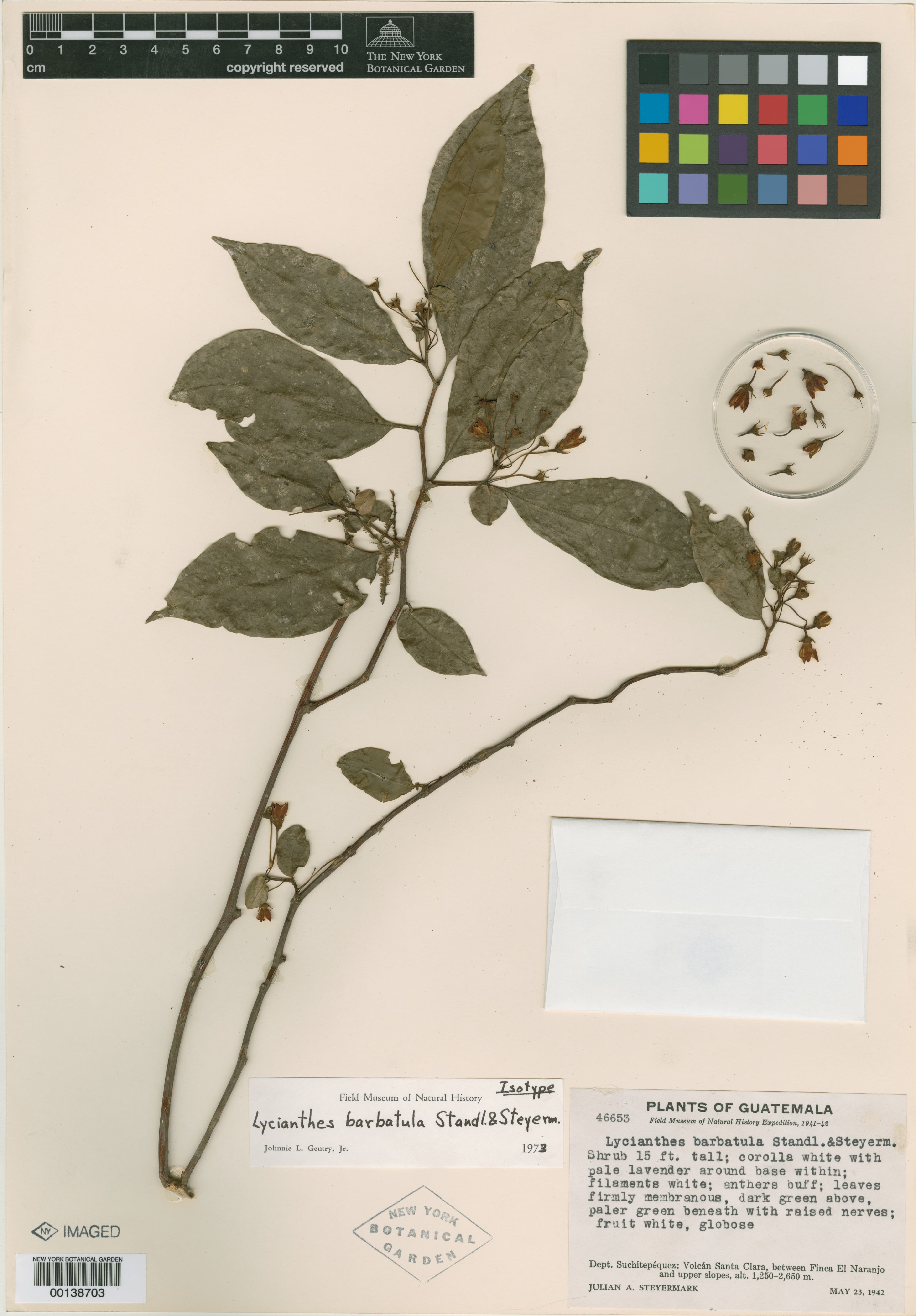 Lycianthes barbatula