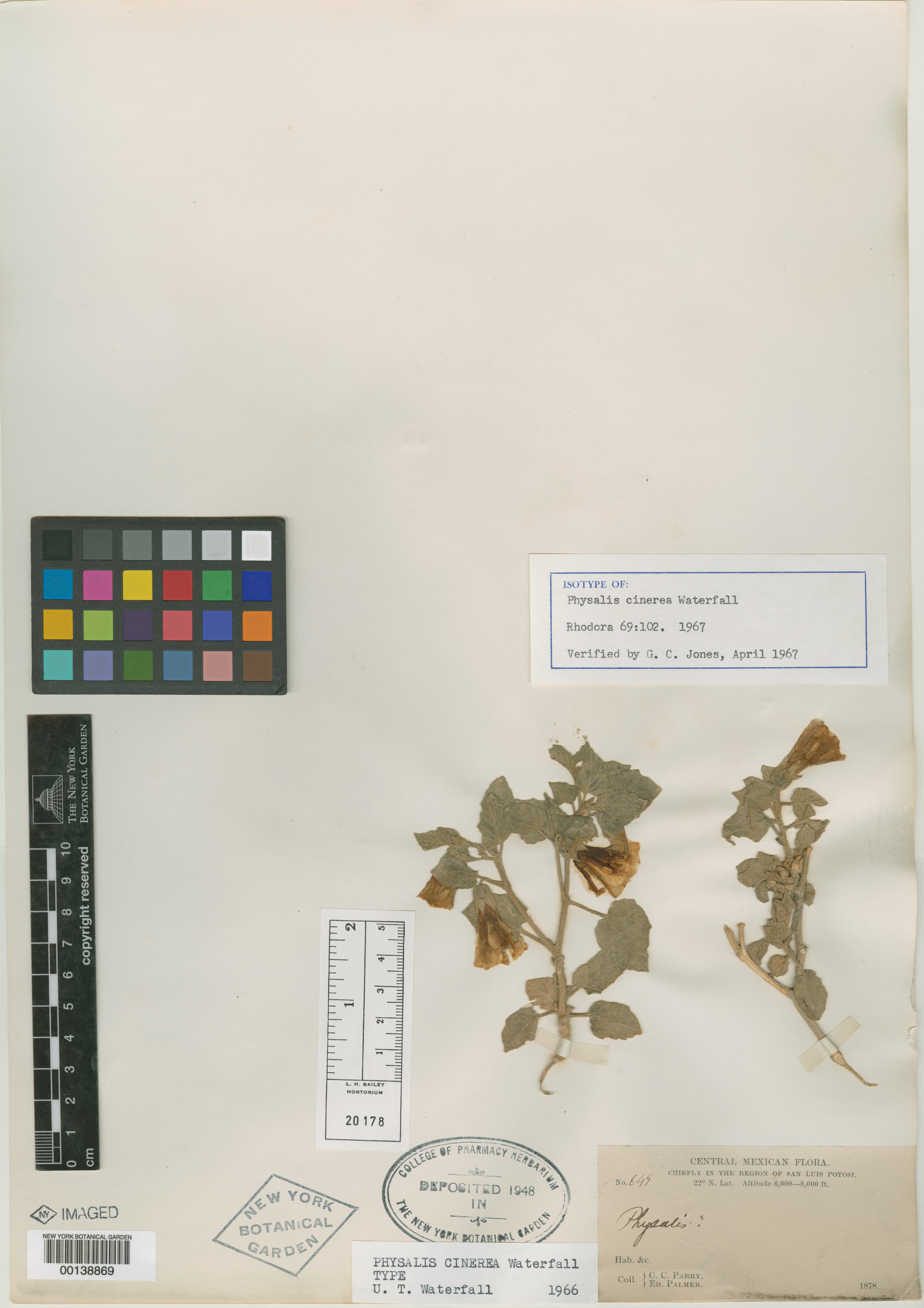 Physalis cinerea